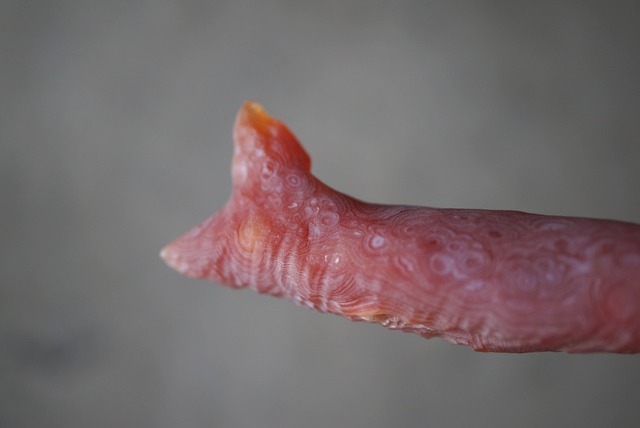 ゴビアゲート 特殊 Gobi Agate 1171