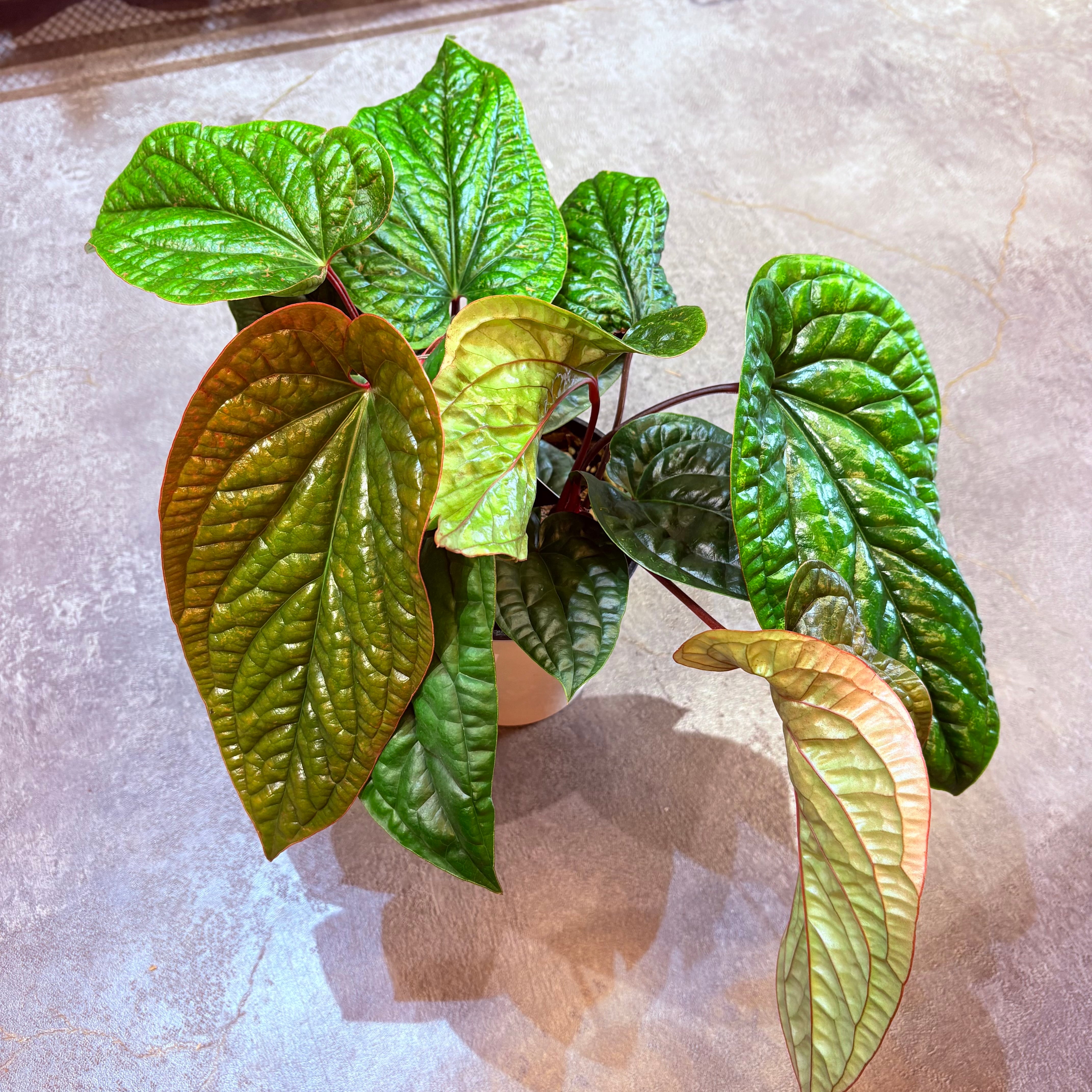 アンスリウム ルクスリアンス×ラディカンス 5号【荒木植物園さん