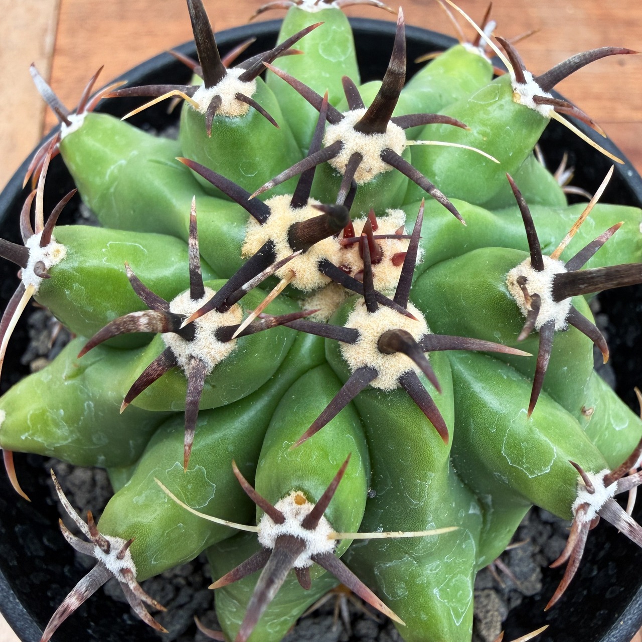 Ferocactus Horridus【フェロカクタス・巨鷲玉・実生】