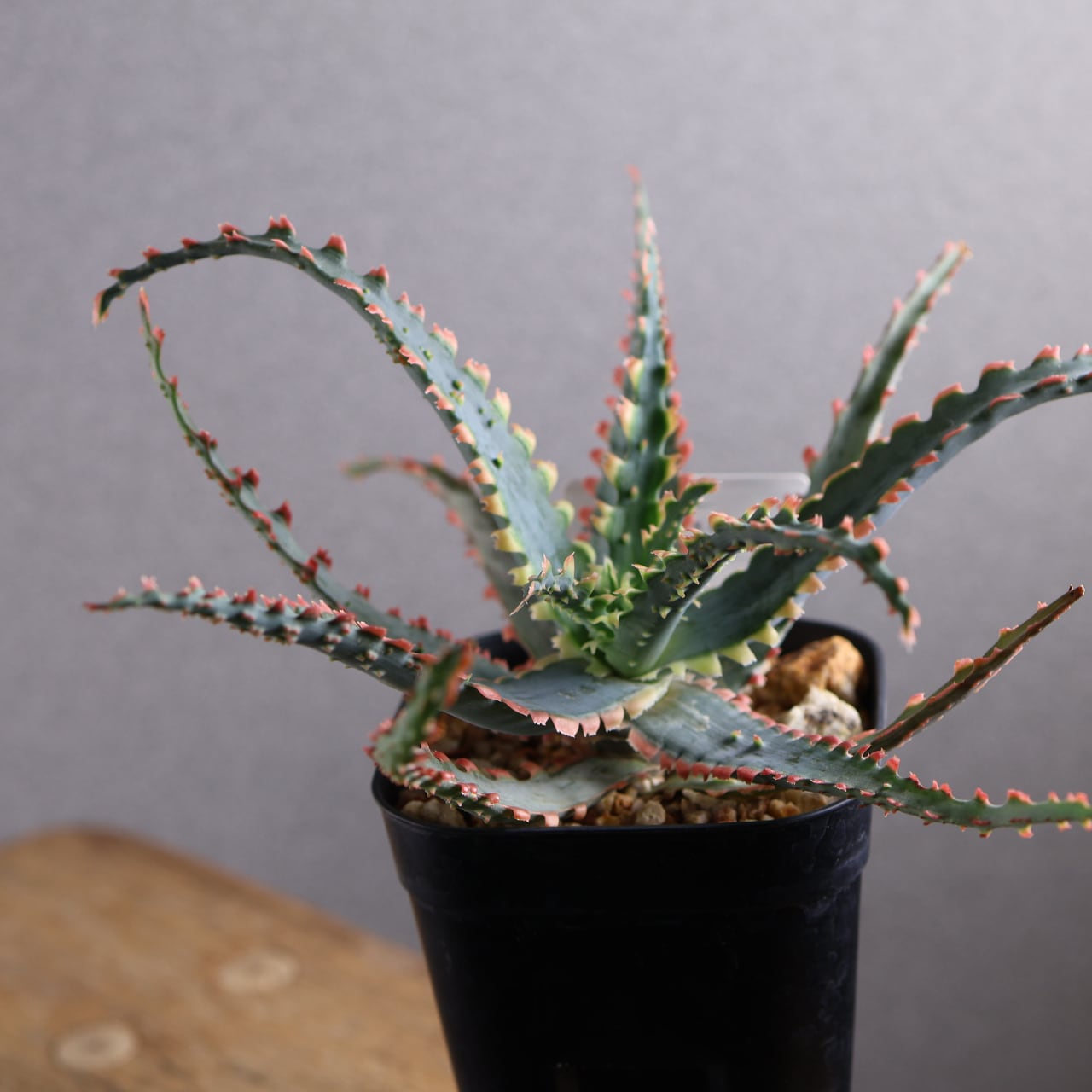 614『アロエ Aloe Sawbones' K zimmerman』観葉植物【送料無料