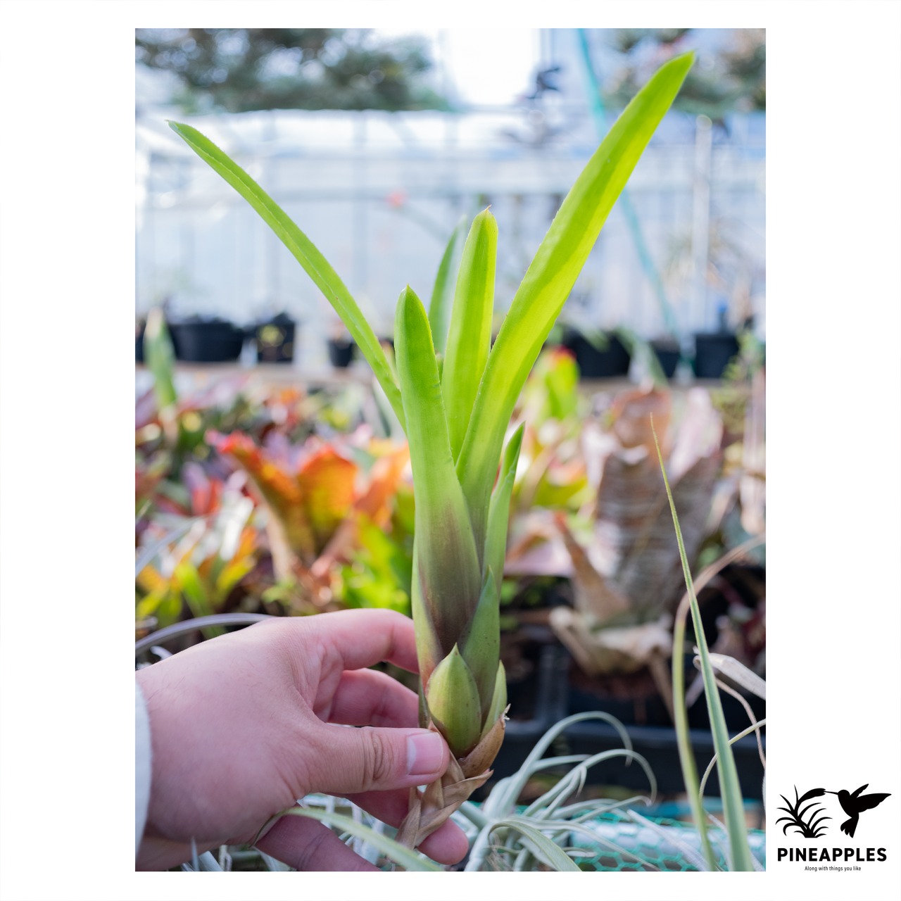 Neoregelia nivea - 1