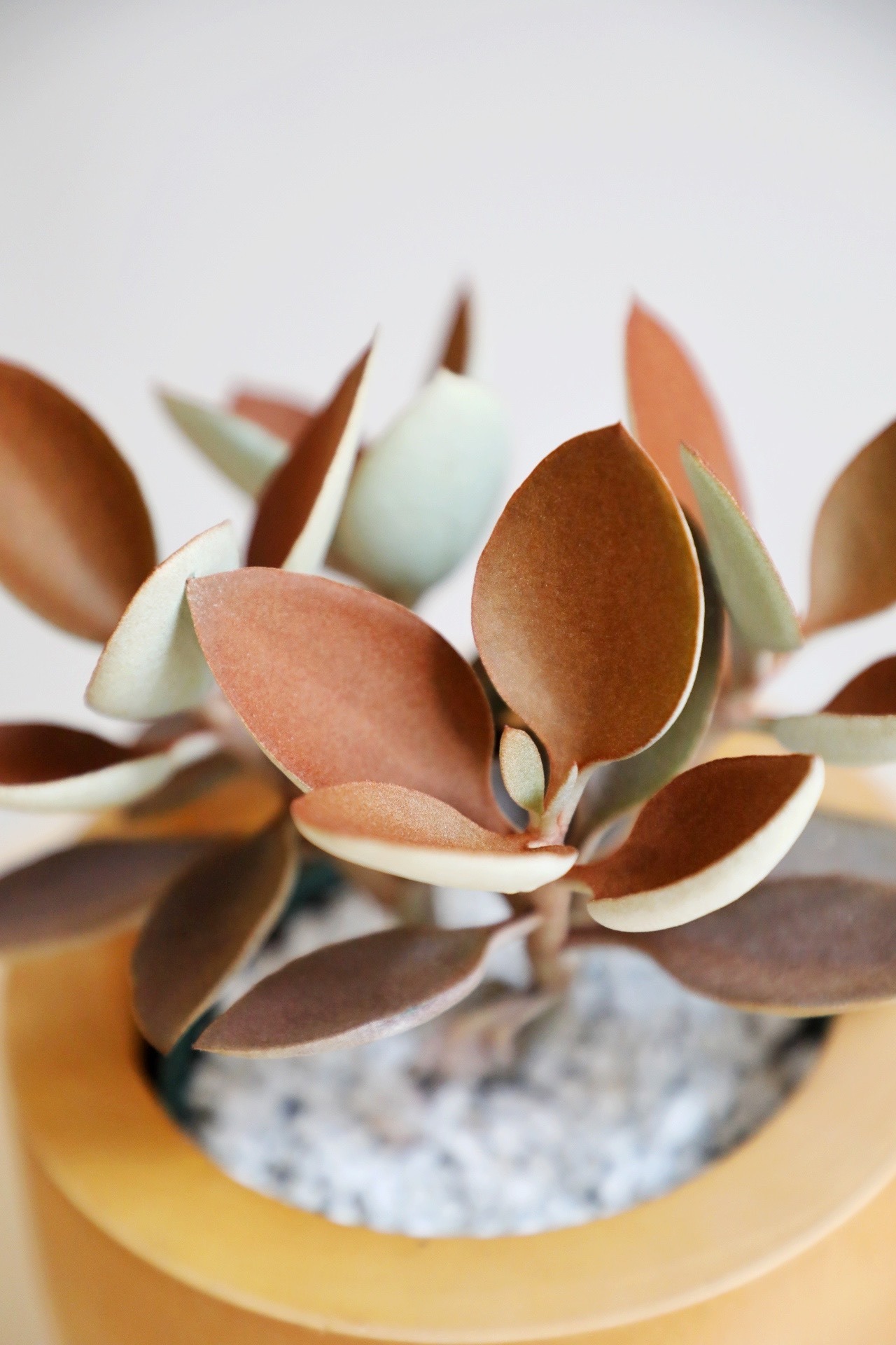 【S】カランコエ 金の卵/Kalanchoe