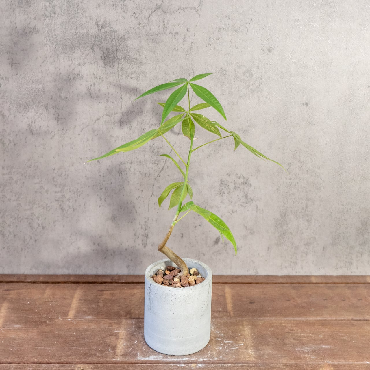 パキラ｜緩やかにカーブする幹が魅力。シンプル空間に映える手づくり鉢仕立て