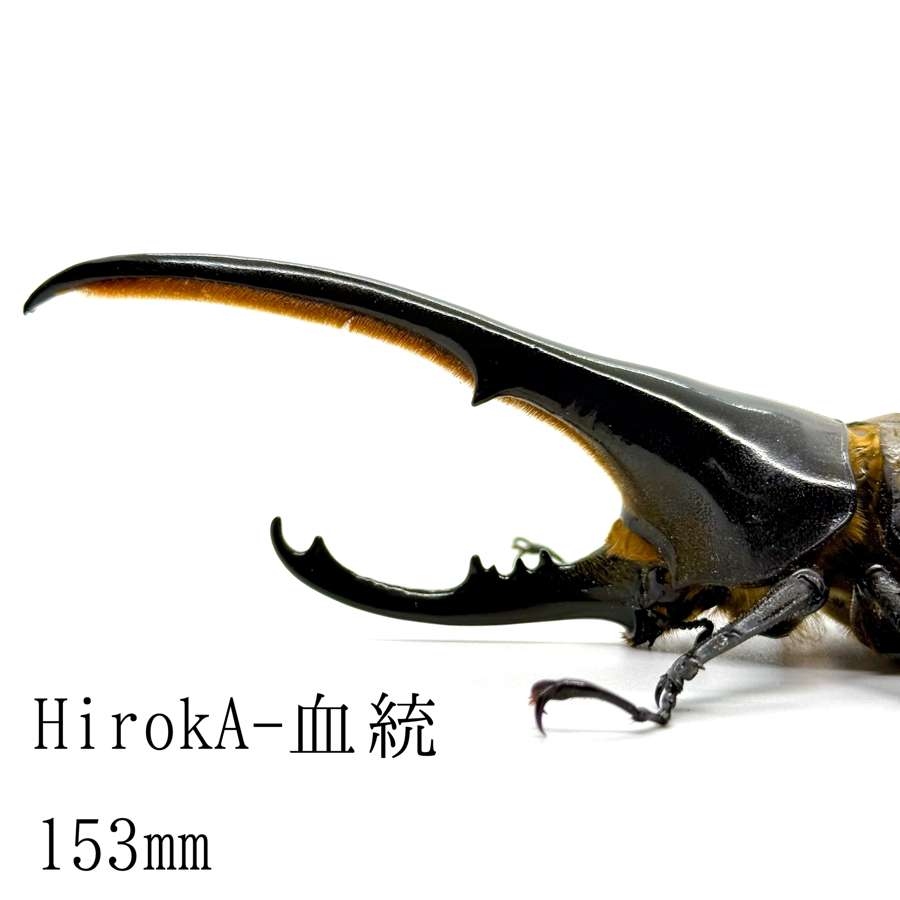 153㎜ / 成虫 / オス / ヘラクレスオオカブト