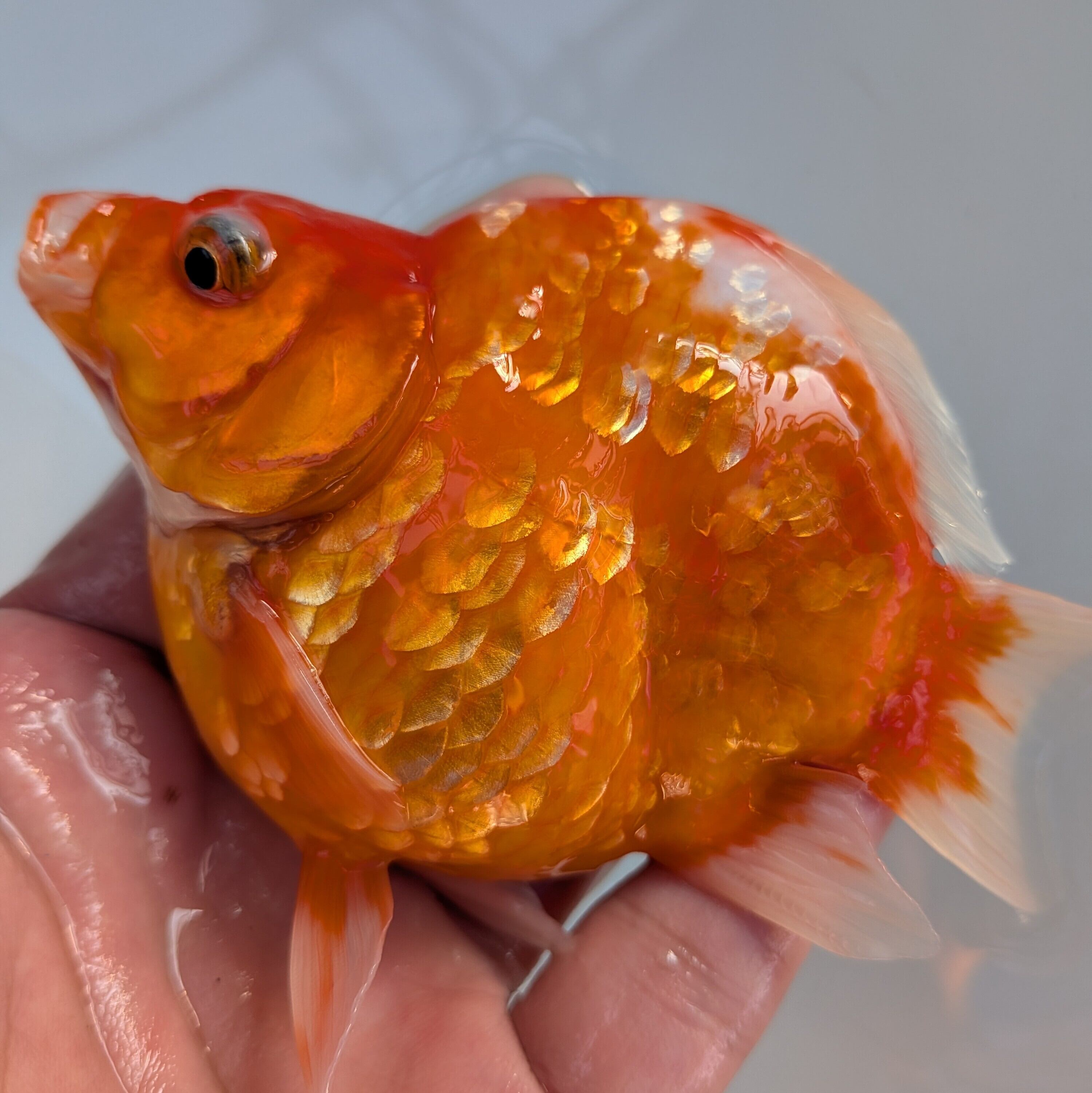 藤だるま工房（養魚場） 令和3年産 | ◇越後上越産◇キャリコ玉 MT 