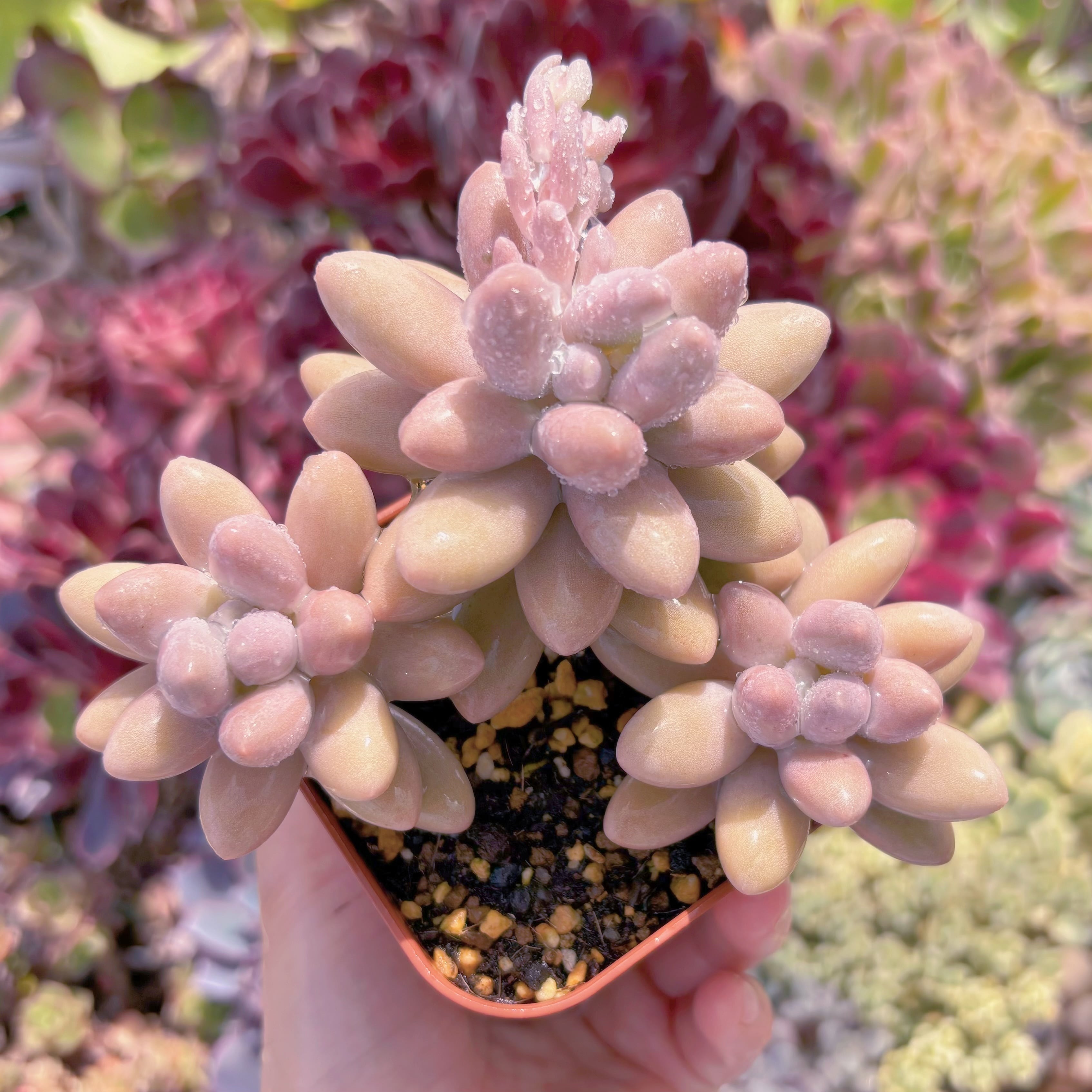 現品　タマゴチーズ#C58　るる農園