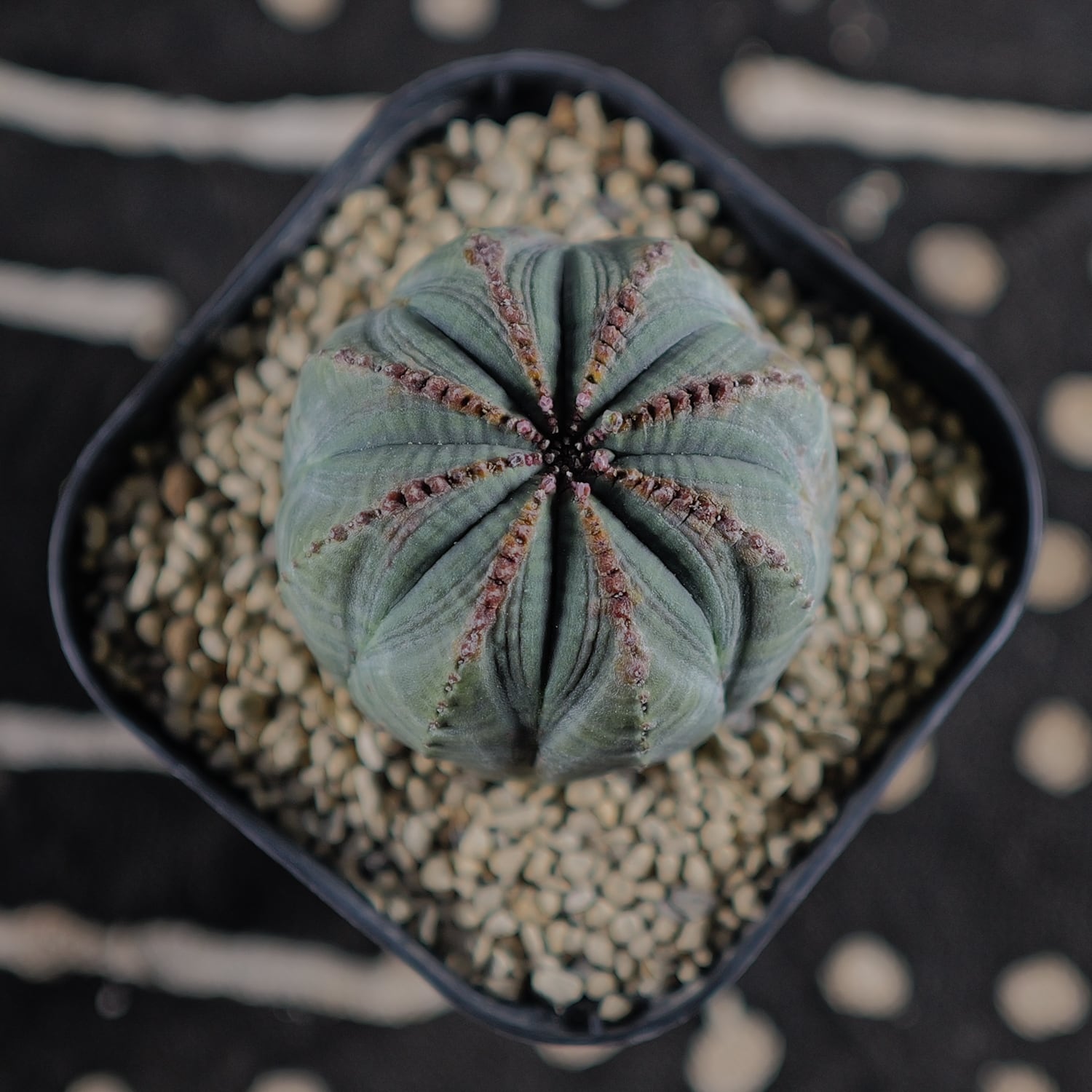 ユーフォルビアオベサ(3頭ヘッド雌株) メス株【厳選株】円扇石化 三頭 ダブルヘッド オベサ / ユーフォルビア