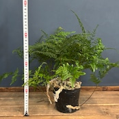 トキワシノブ【1069】