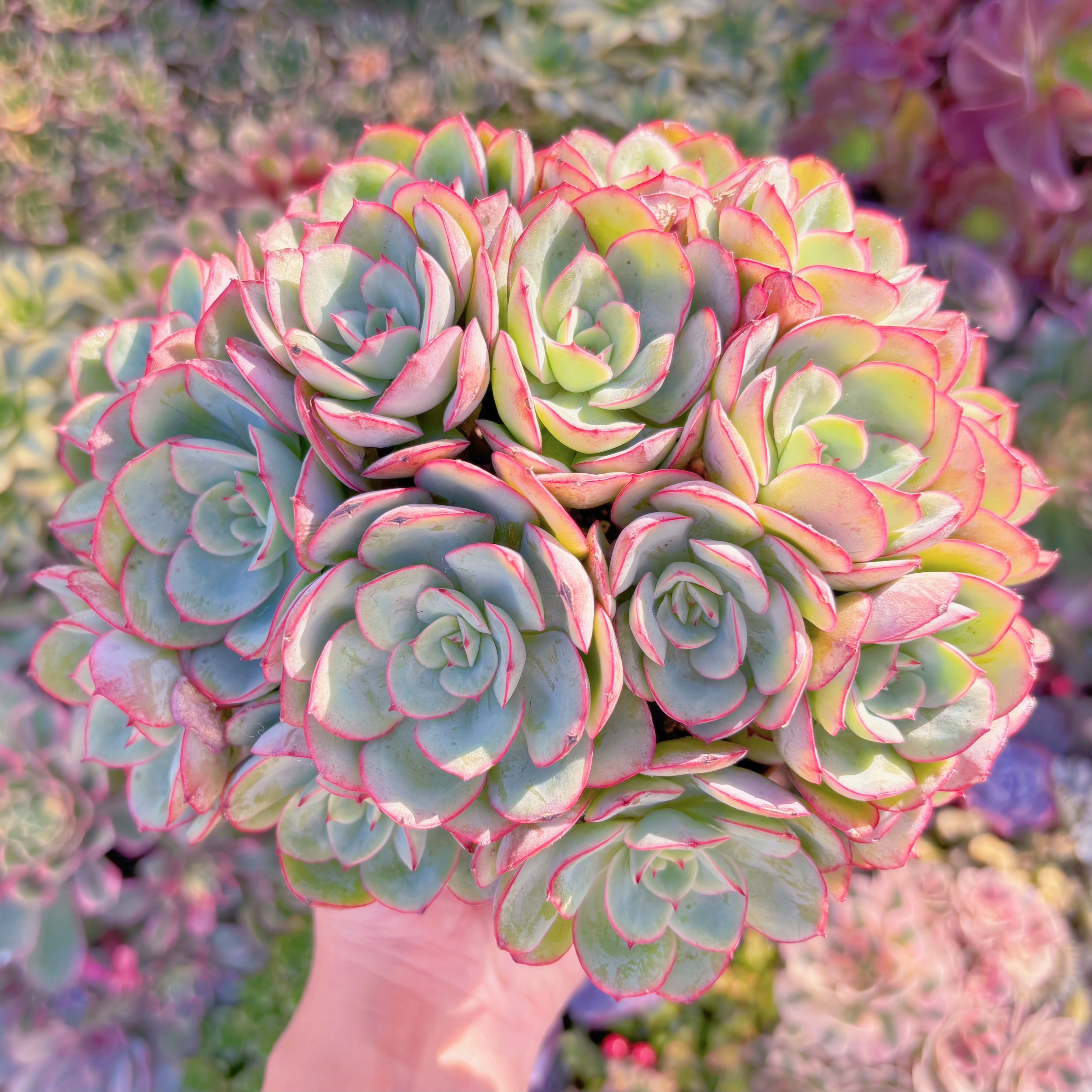 現品　牡丹亭(ぼたんてい)#A085　特大群生　美苗　新入荷　るる農園