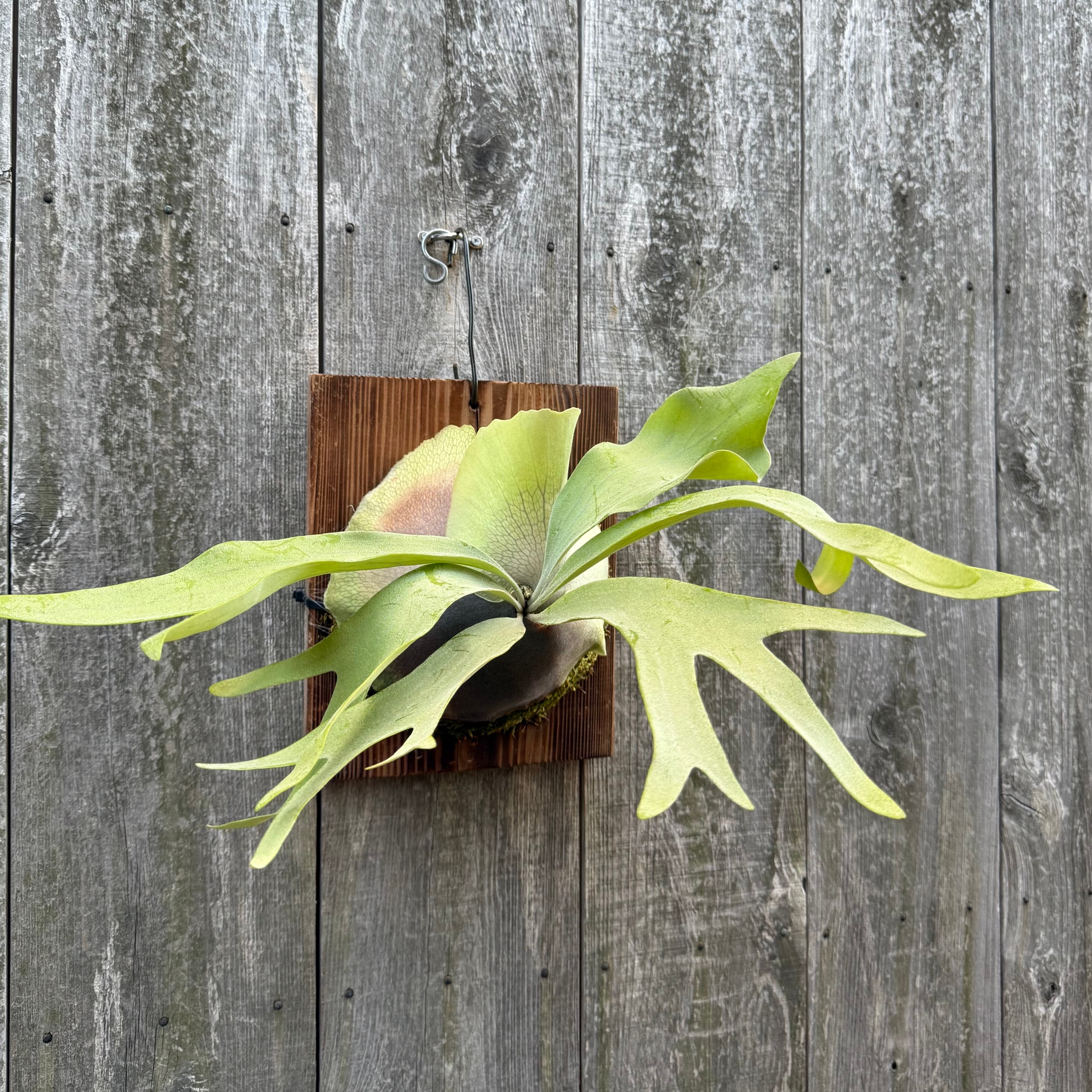 P. Doitung Mr. Ning (pup) | naturefix