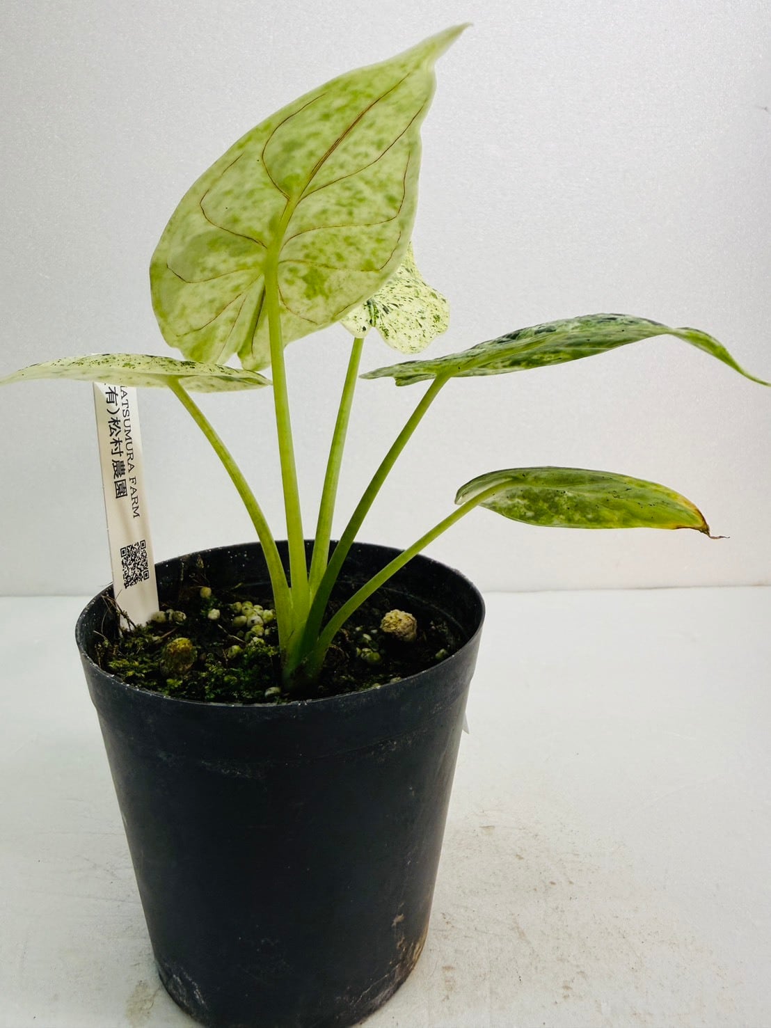 アロカシア・ドラゴンスケールミントバリエガータ 3号 | 観葉植物と