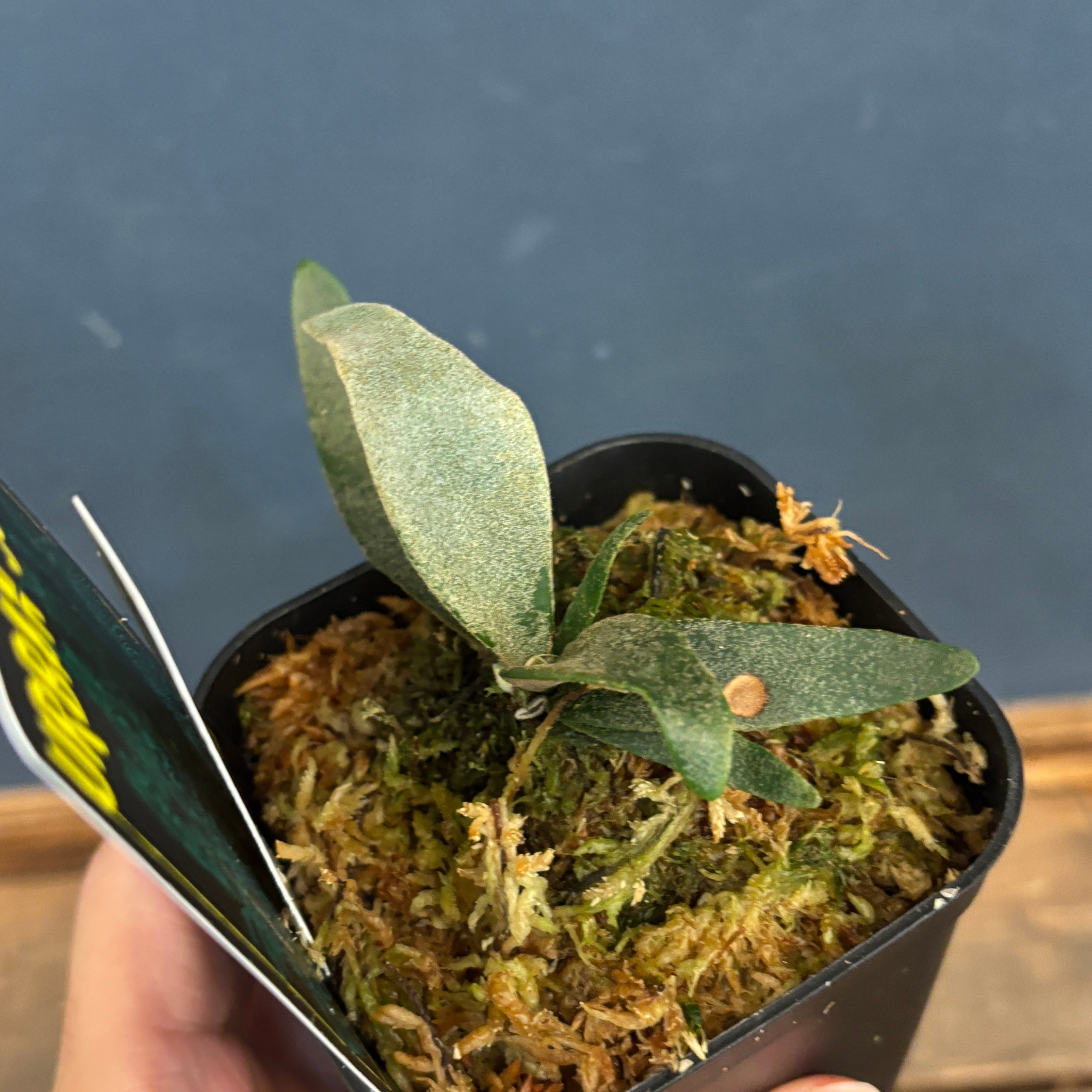 ビカクシダ ジェニー P. willinckii 'Jenny'【837】 | PROTOLEAF