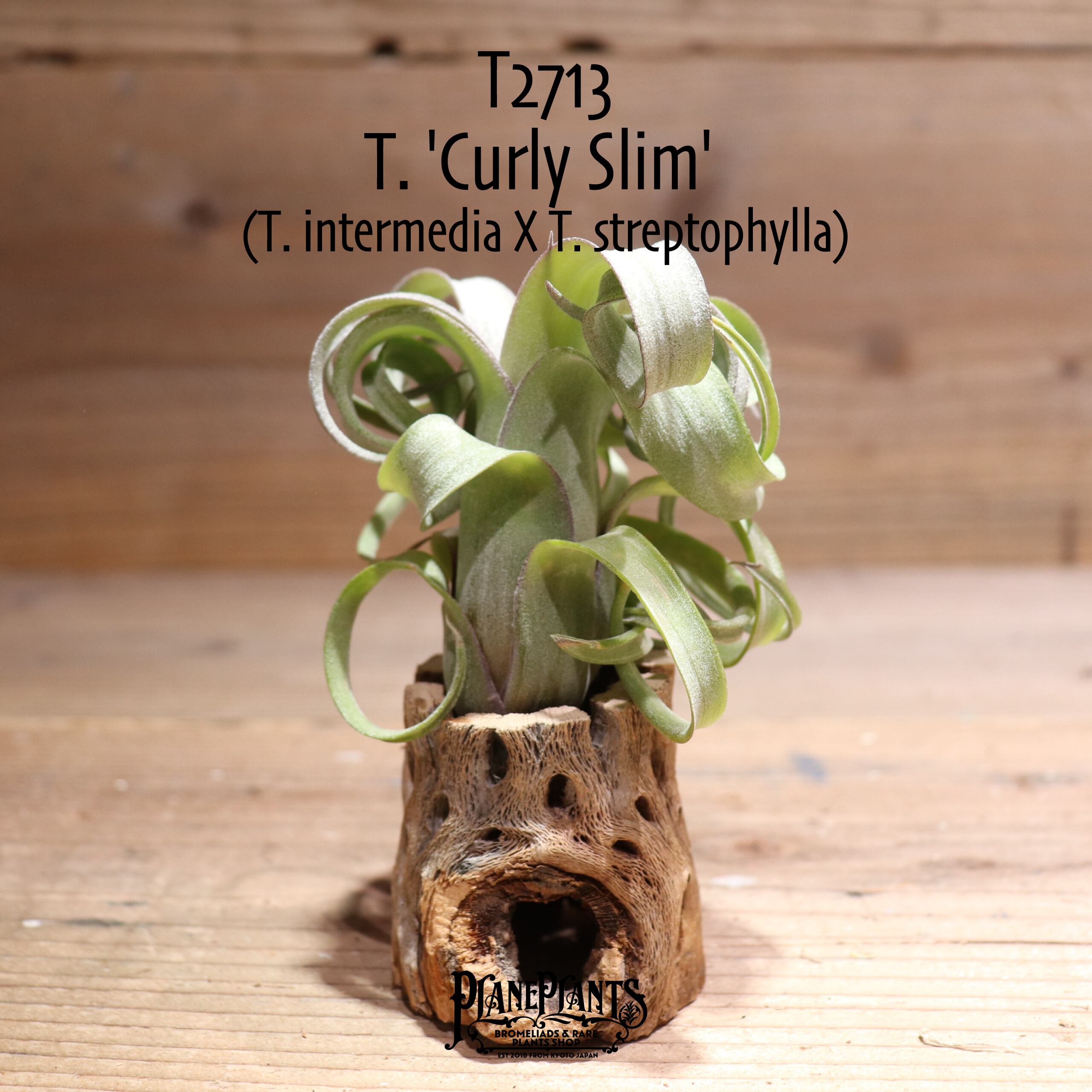 【送料無料】'Curly Slim' L〔エアプランツ〕現品発送T2713