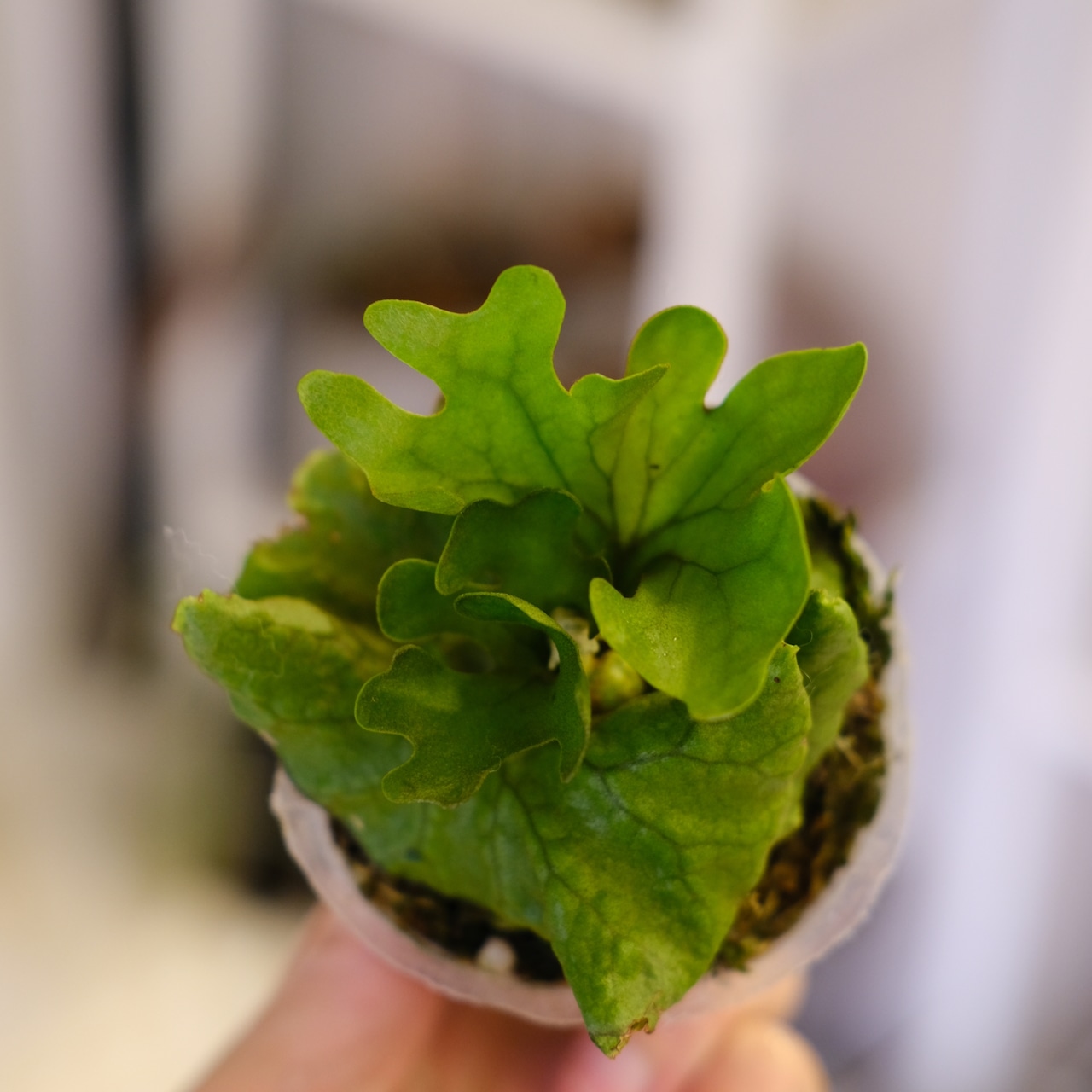 Platycerium ridleyi var. Dwarf & Compact|ビカクシダ リドレイ ドワーフ&コンパクト