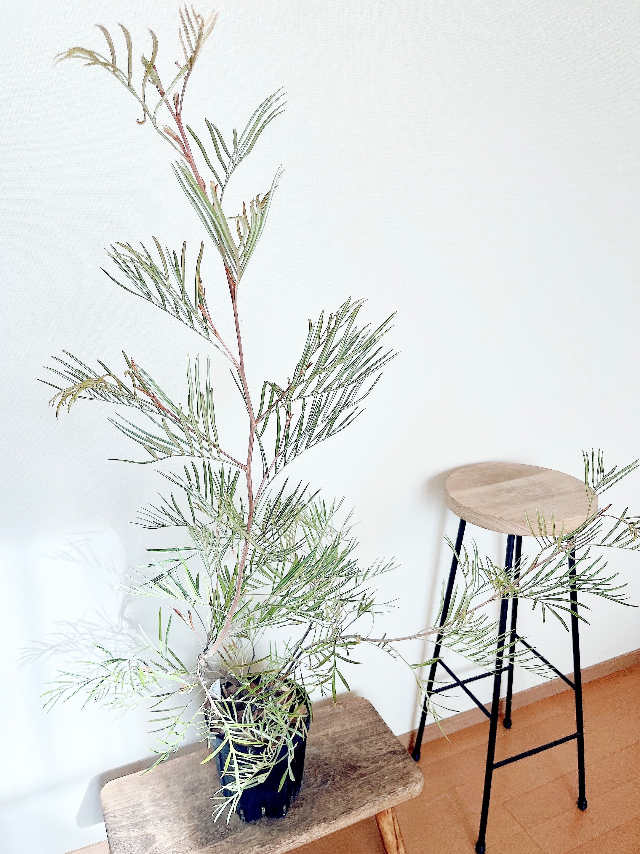 花芽付き✨耐寒強 グレビレア カランドラジェム オージープランツ 観葉