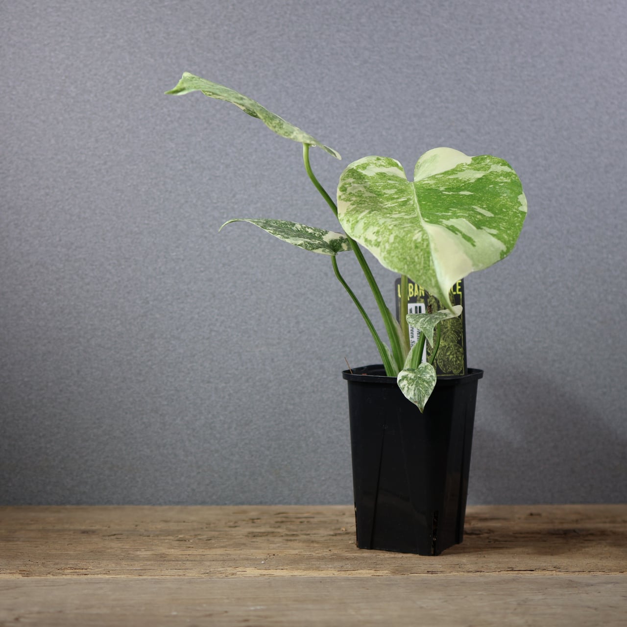 772『urban jungle モンステラ デリシオーサ 'Green Snow'』 観葉植物