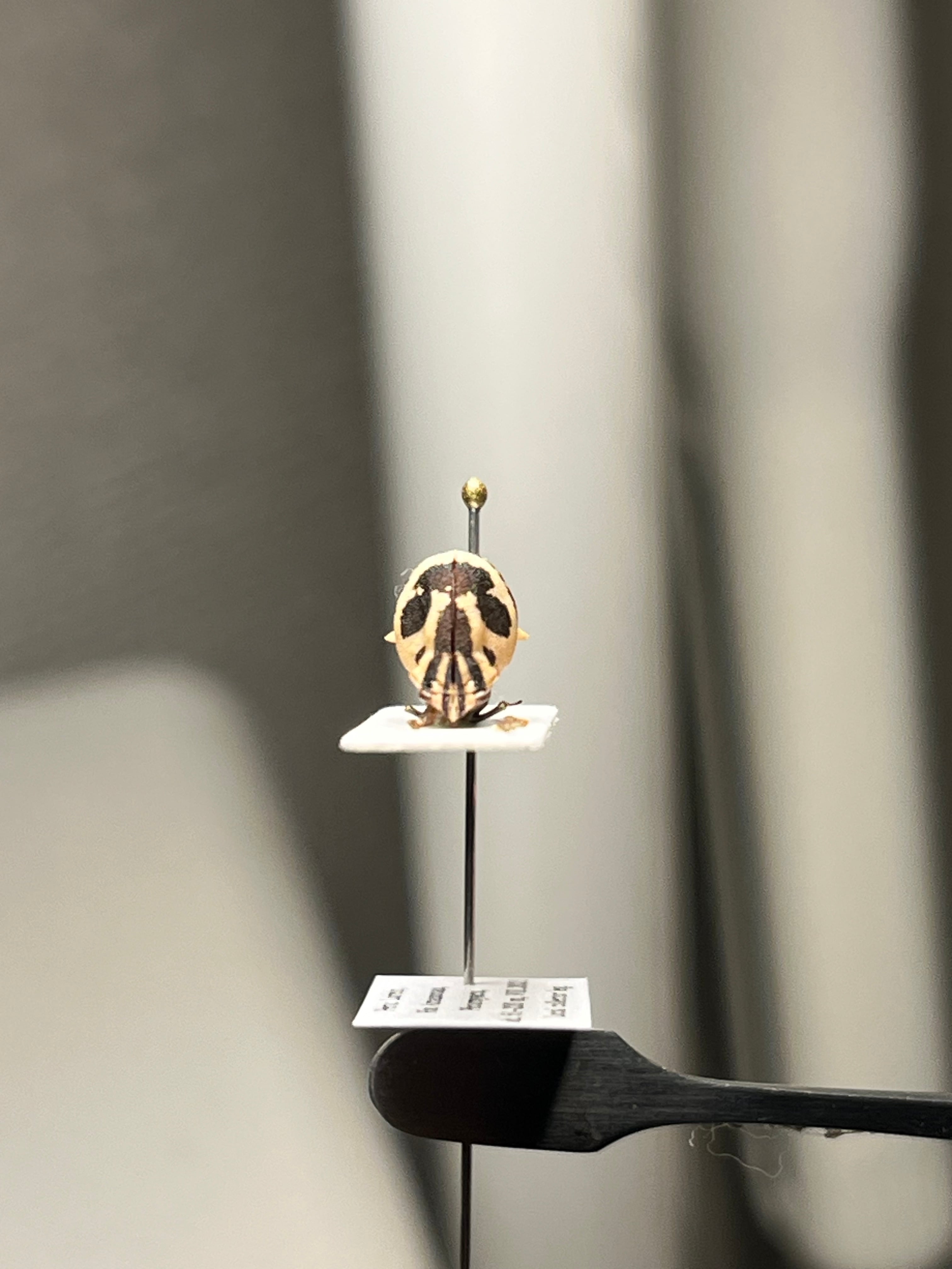 伝説ノ蝉】フウセンゼミ ハラブトゼミ Cystosoma saundersii 昆虫標本