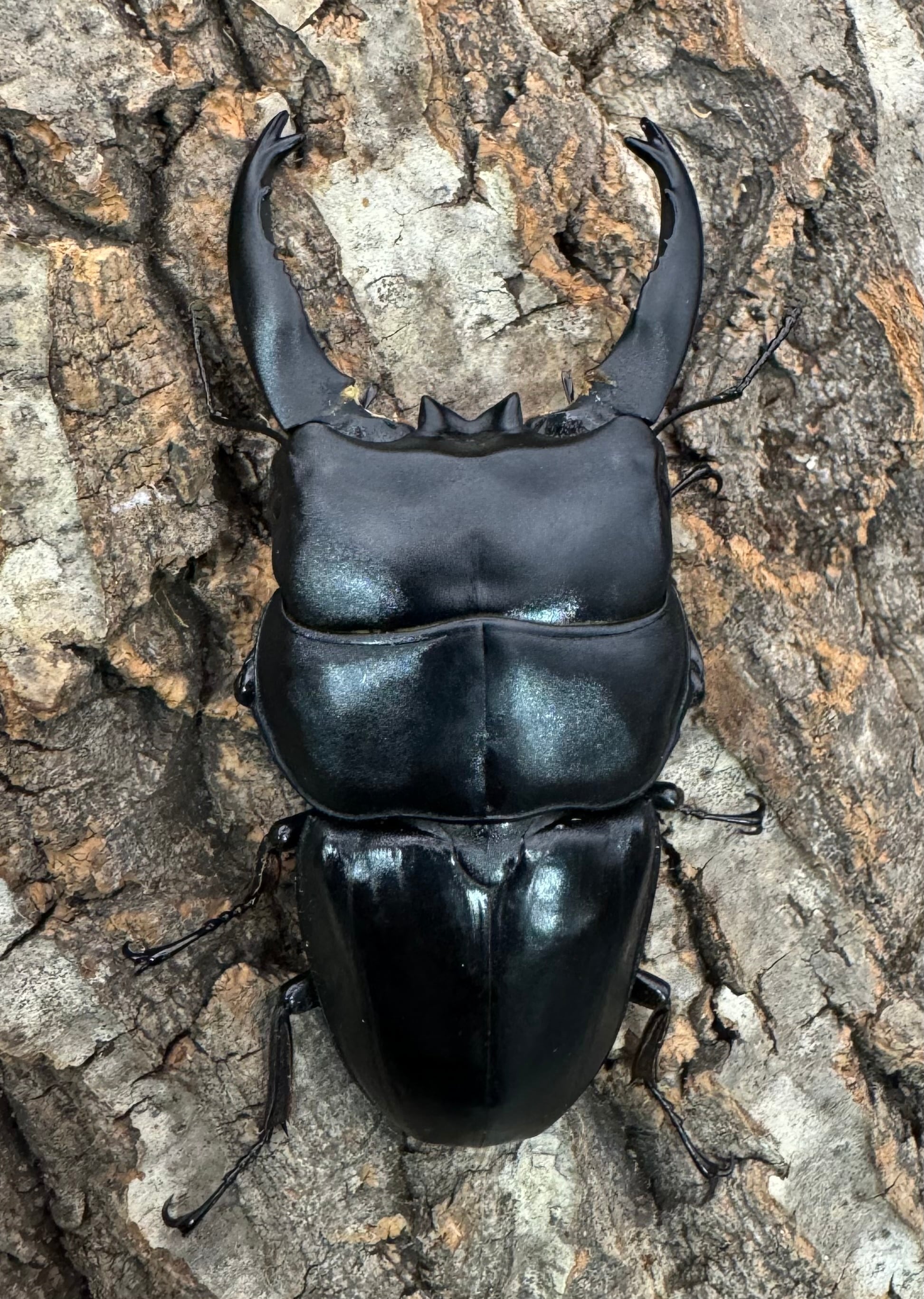 WD】《アルキデスヒラタ（長歯）90mm ペア》 | KPW公式オンラインショップ