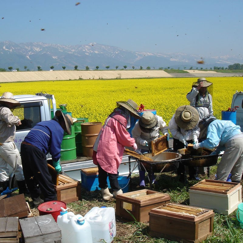 菜の花はちみつ【1.2kg】 | 鈴木養蜂場 はちみつ家
