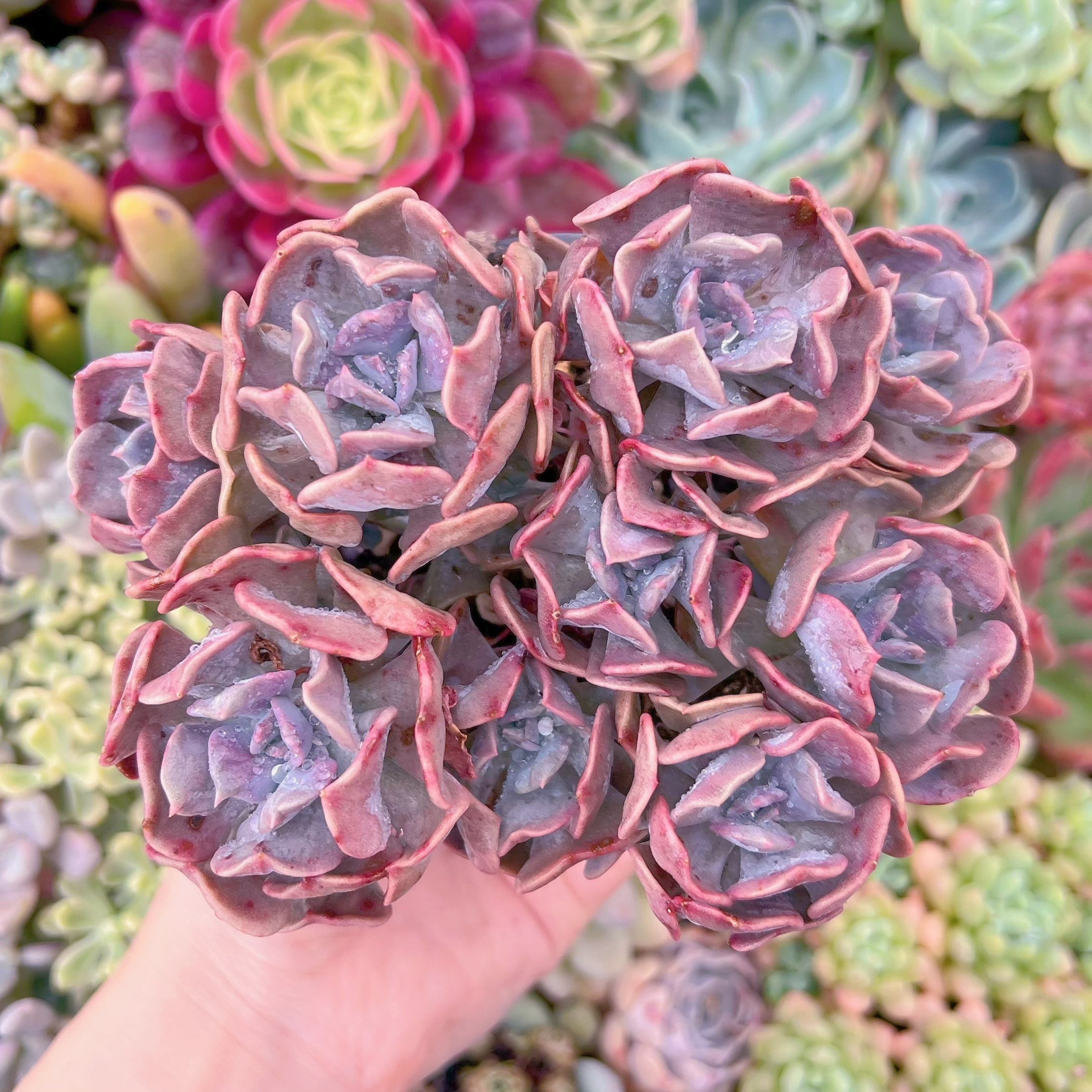 現品　キュービックフロスト#656　るる農園