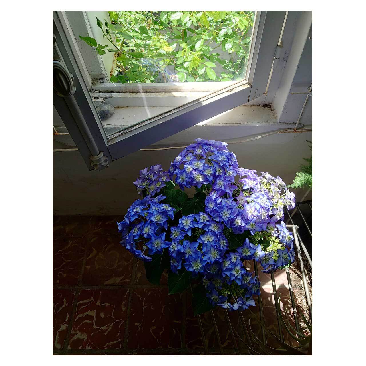 Hydrangea macrophylla 'Casanova' | Seeding