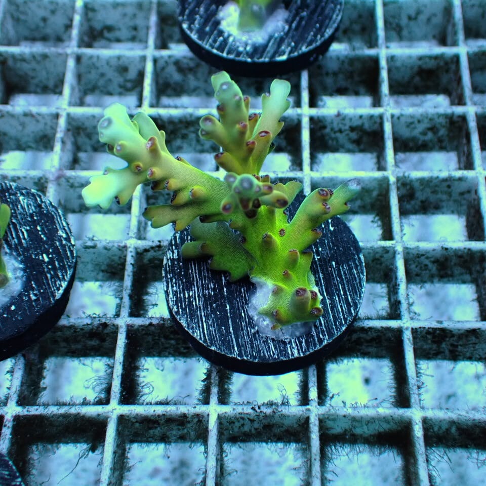 t637 ハナサンゴ【1株】マイアミトーチ ※サンプル画像 | HOUSE REEF