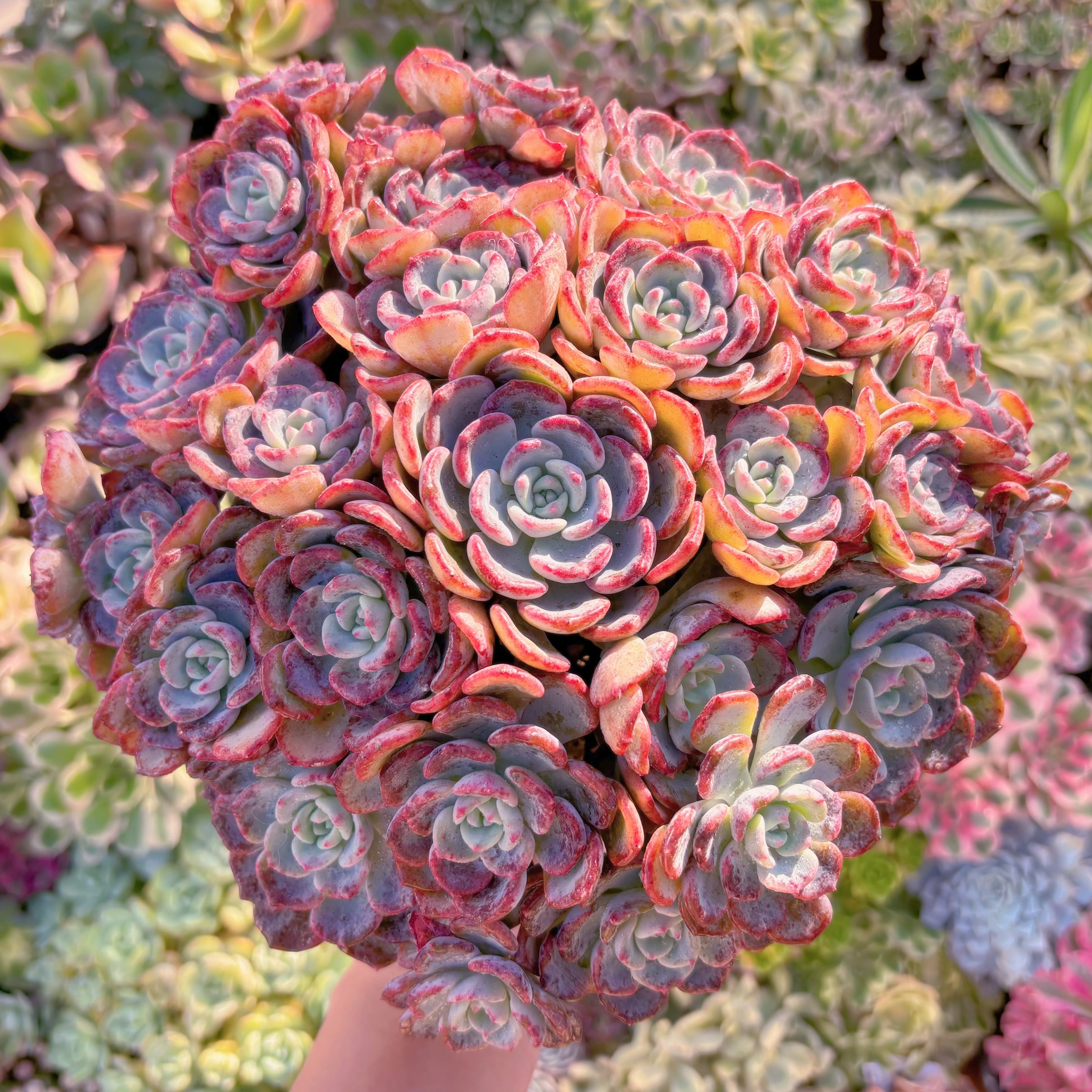 現品　千山雪#888　特特大群生　直径約25cm  新入荷　るる農園