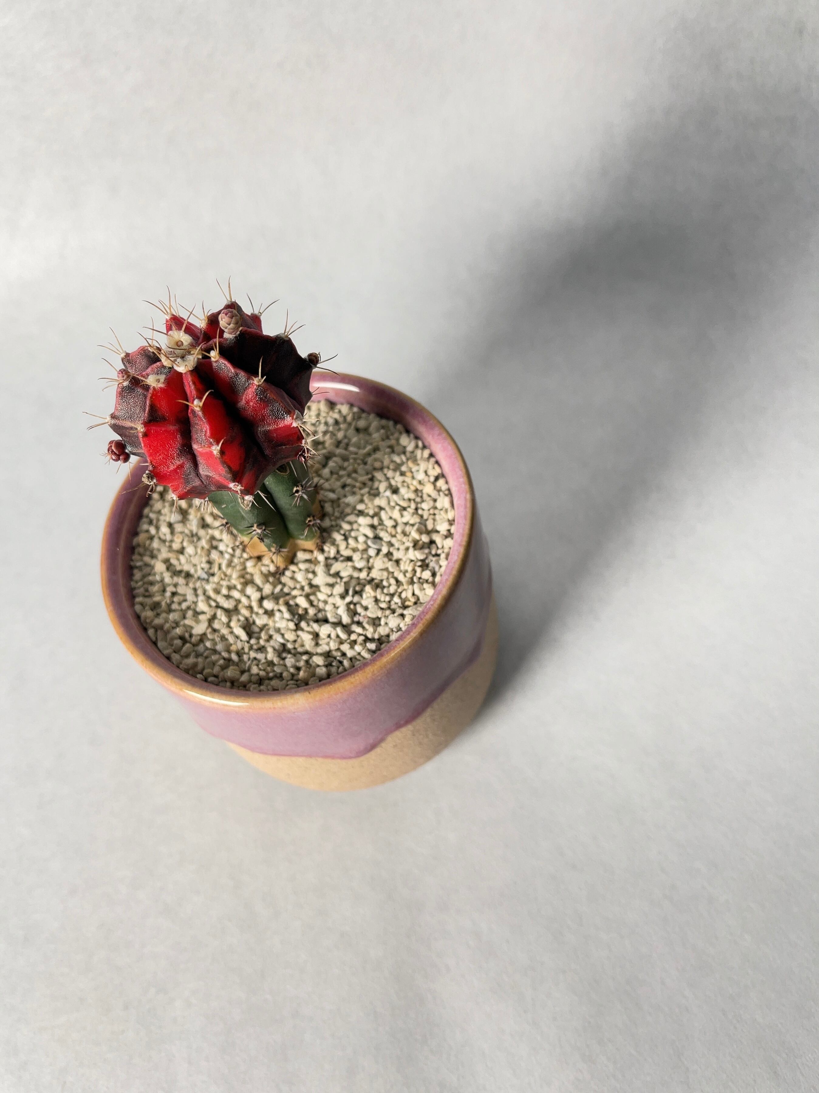 ギムノカリキウム・緋牡丹錦 | trigger