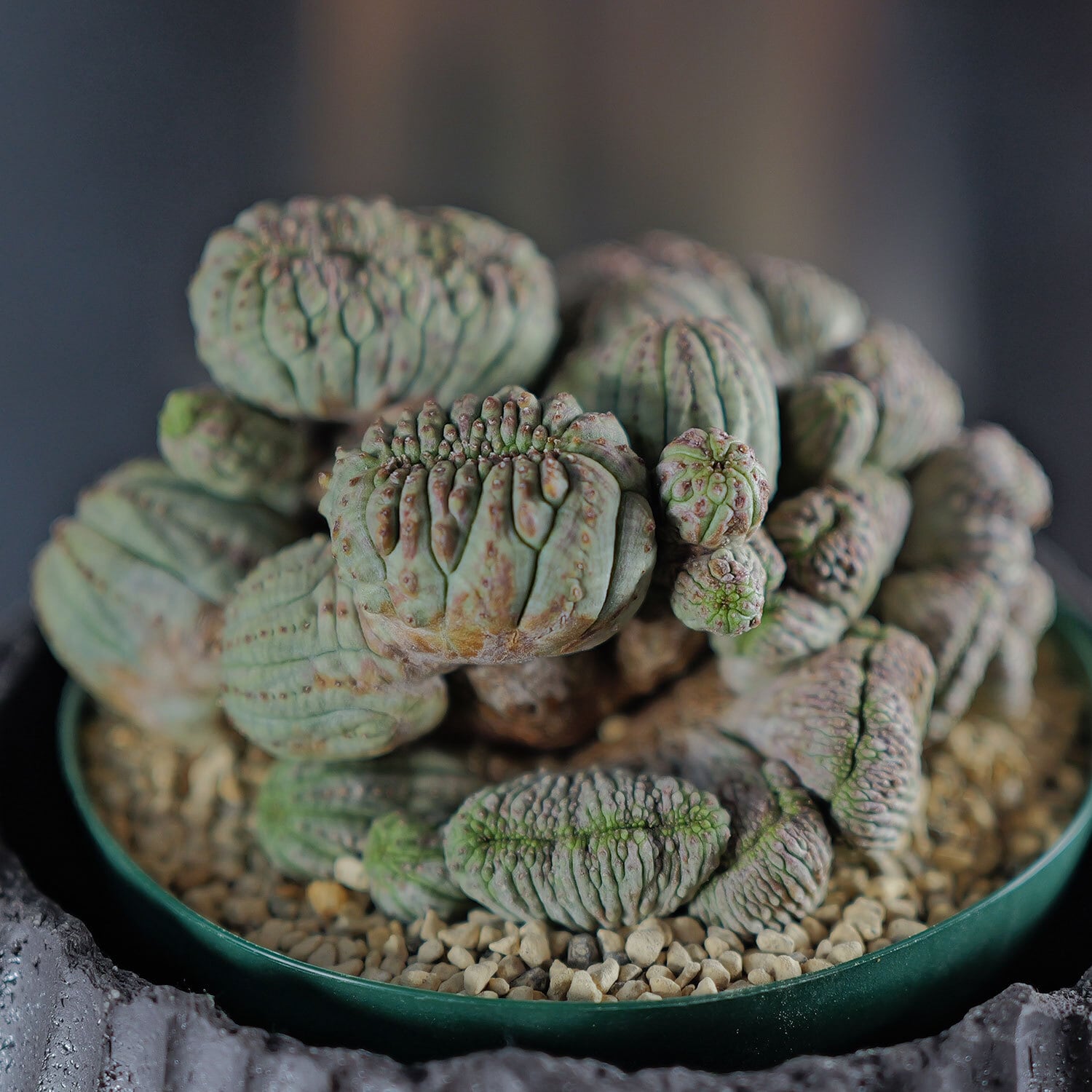 【超厳選株】超大株 最大幅約11cm マルチヘッド 円扇綴化 オベサ / ユーフォルビア