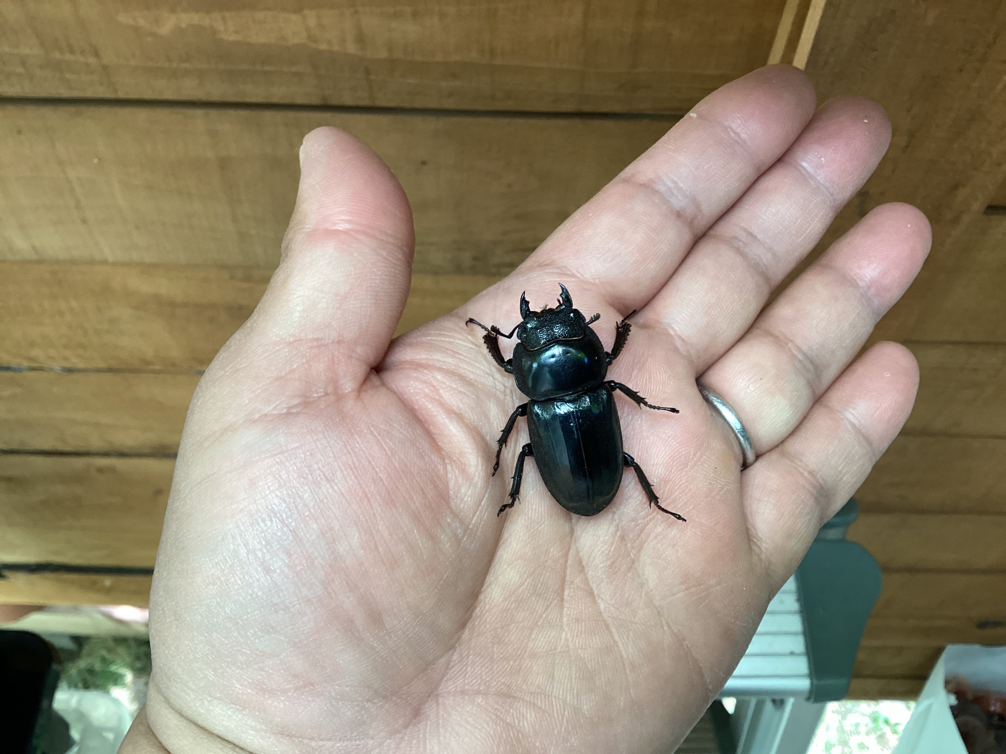 本土ヒラタクワガタ愛知県産ペア NO29 ♂67mm ♀36.5mm | 国産クワガタ
