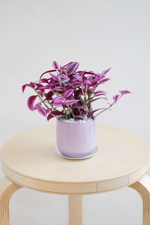 【S】トラディスカンティア ピンクパラダイス