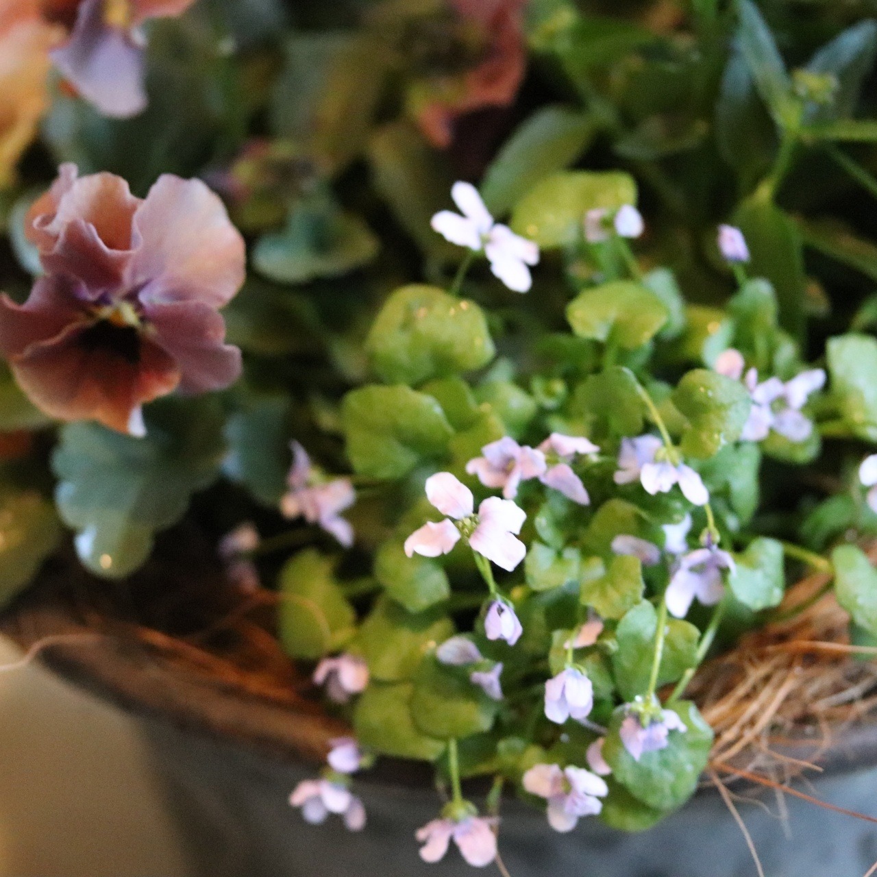 冬から春に楽しむ寄せ植え　シクラメン森の妖精とシックなハボタンの蛇口ブリキの寄せ植え　お正月にオススメ　届いてすぐ玄関に飾れる 　プレゼントにもオススメ　