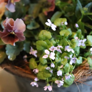 冬から春に楽しむ寄せ植え　シクラメン森の妖精とシックなハボタンの蛇口ブリキの寄せ植え　お正月にオススメ　届いてすぐ玄関に飾れる 　プレゼントにもオススメ　