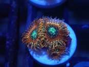 Zoanthus Majician FromMakassar 6