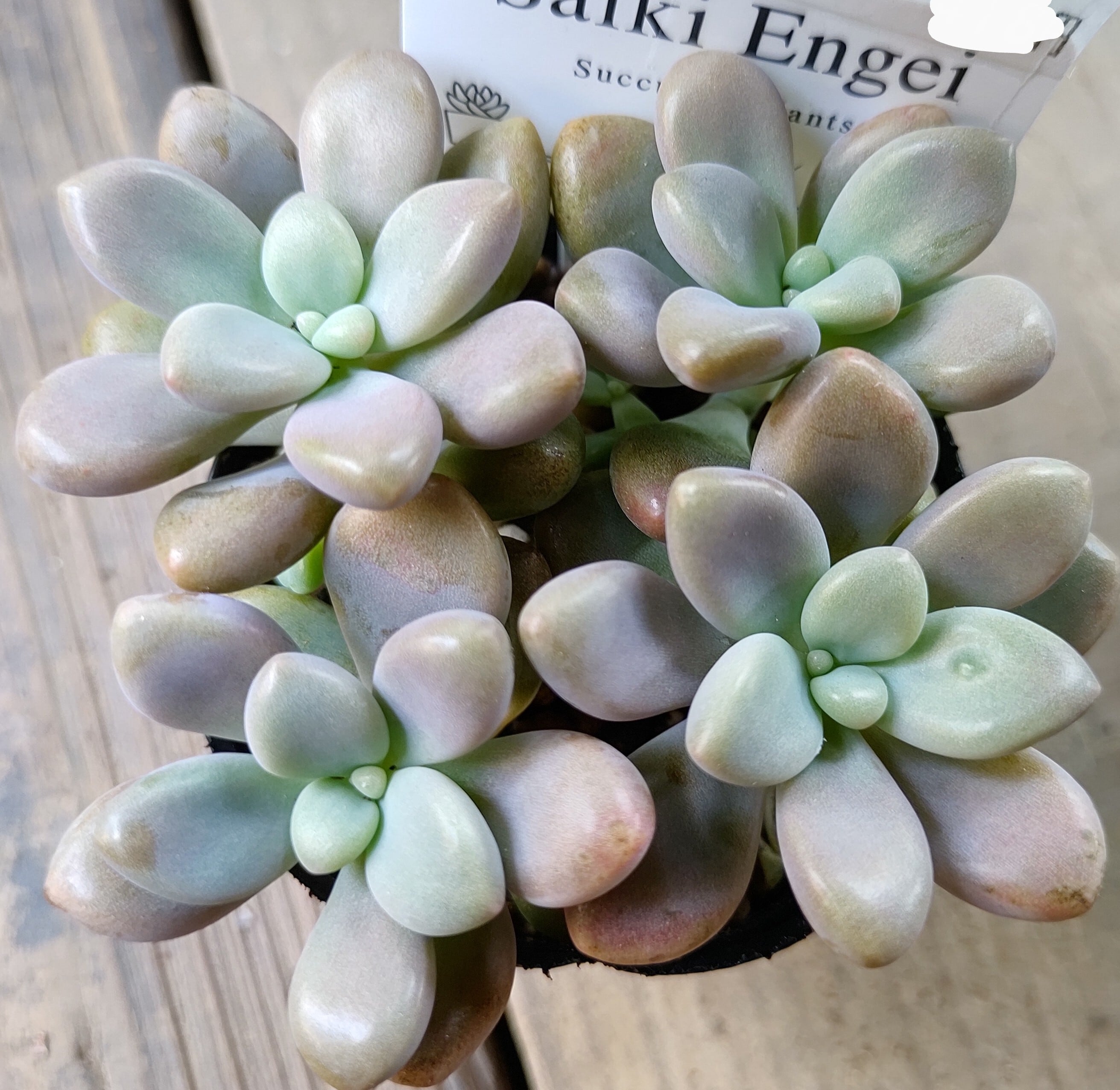 エレン | RuPo 多肉植物専門店