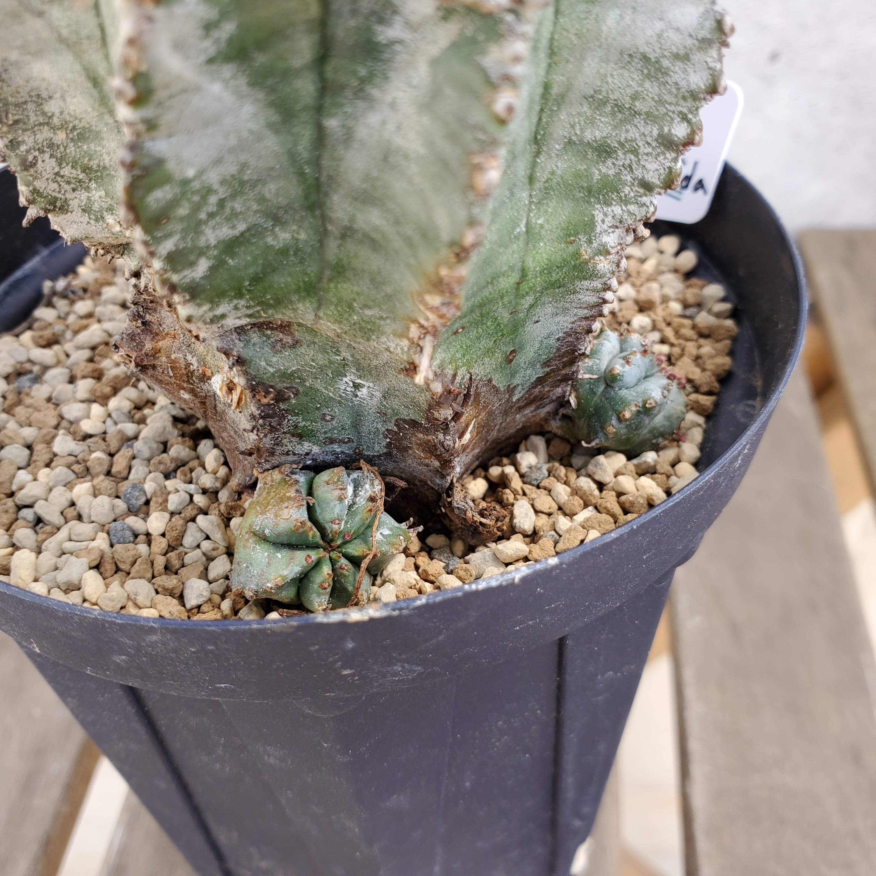 白衣タイプ①】 子株付き メス株 Euphorbia horrida 白衣タイプ①】 子株付き メス株 Euphorbia horrida