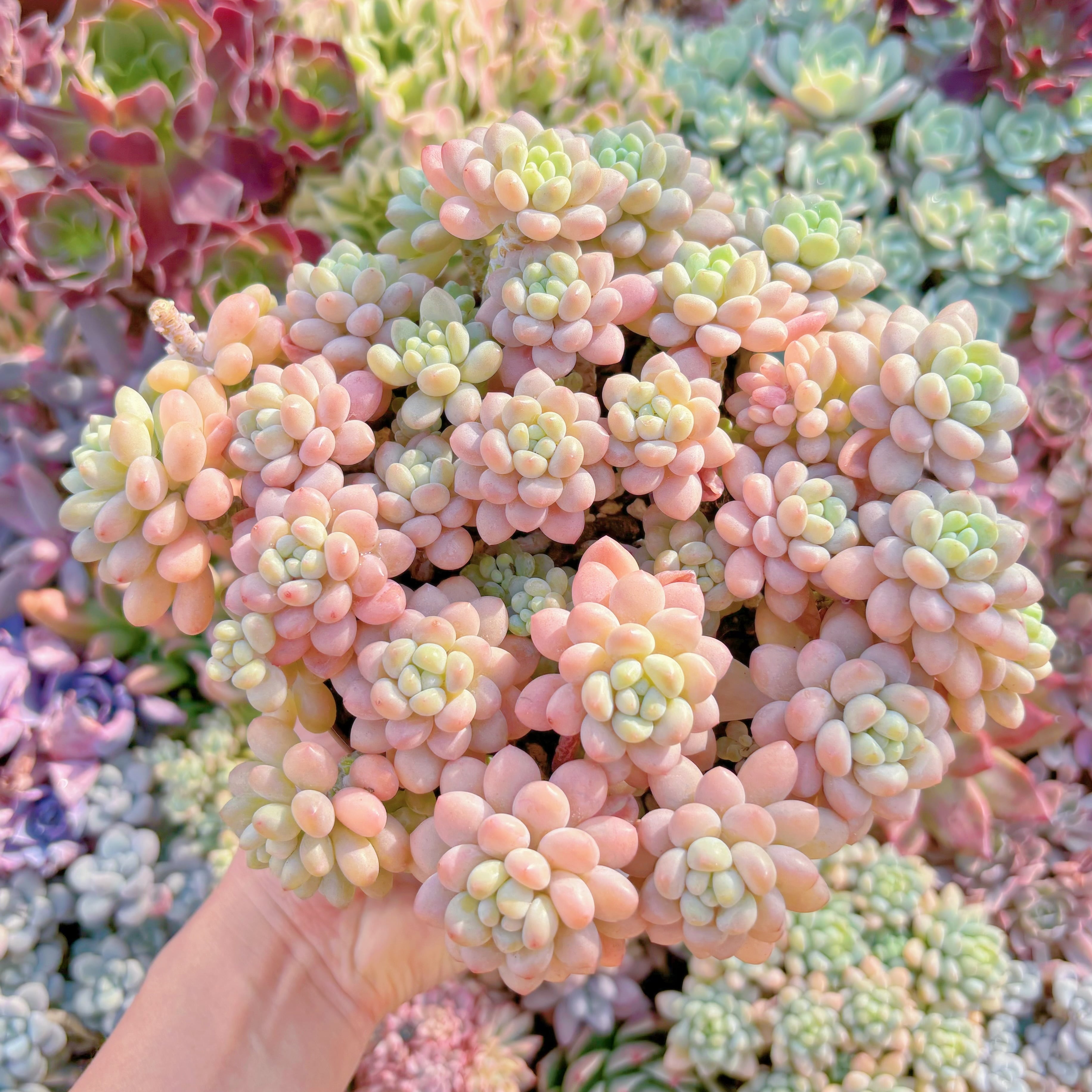 現品　ストロベリーミルク#2205    特特大群生　るる農園