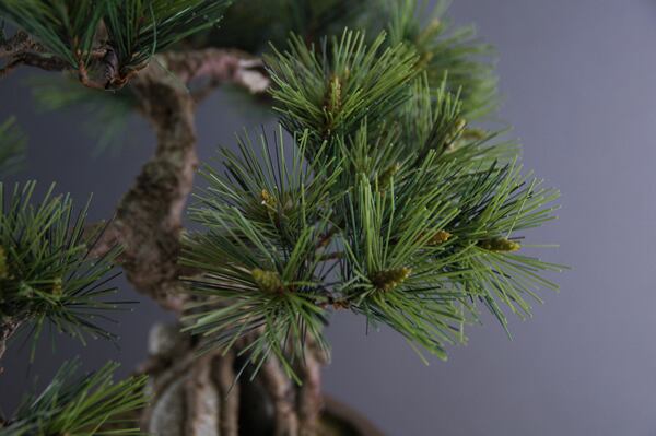 盆栽松 石づき Pinetree Bonsai #4 | Oh! BONSAI