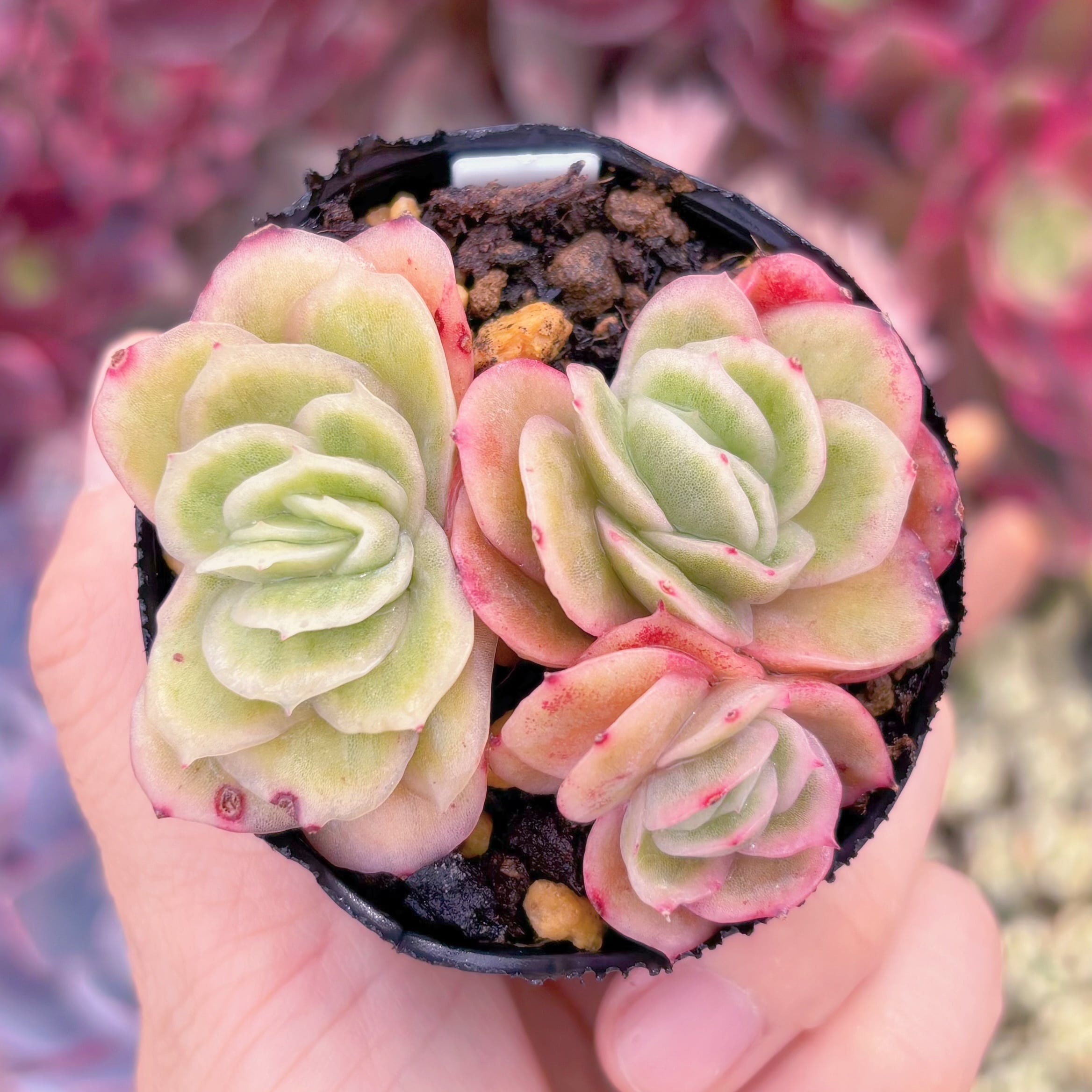 現品　アイスラブリーローズ#B09　るる農園