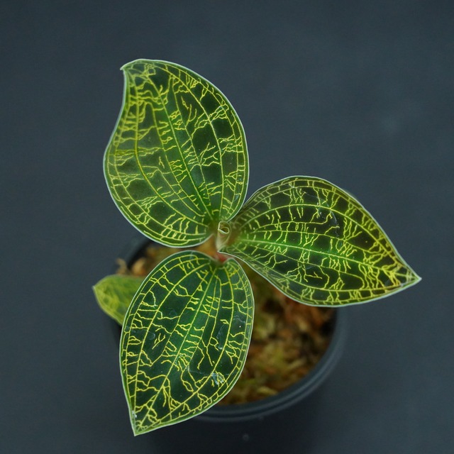 ◆現品◆マコデス ペトラ（タイランド）【ジュエルオーキッド宝石蘭／石崎バイオ】#651