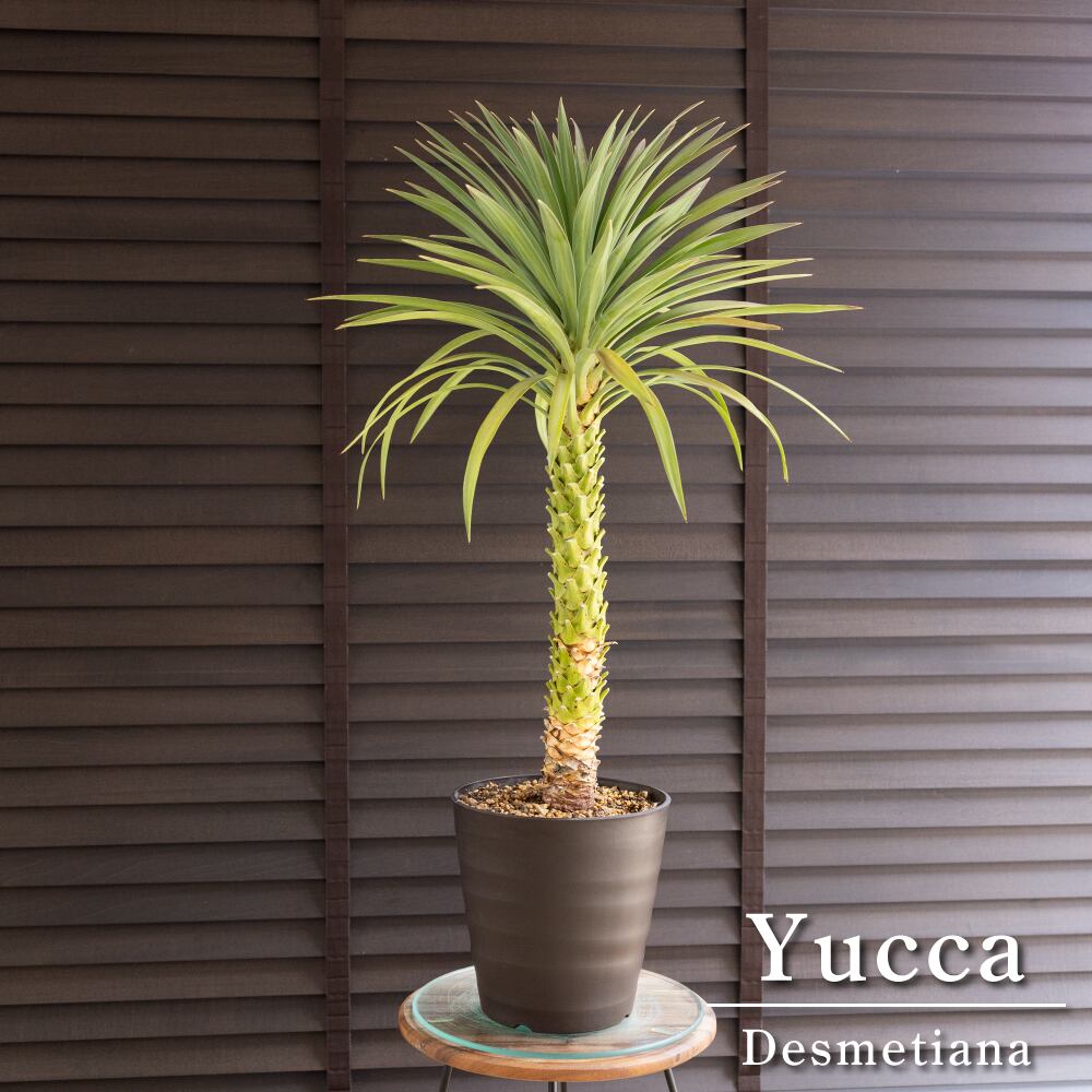 ユッカ デスメティアーナ 7号 Yucca Desmetiana ヤシ 幹立ち 0913BR-2