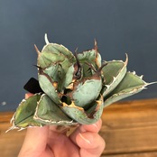 アガベ　チタノタ　ブラック＆ブルー(ブラックアンドブルー)【909】