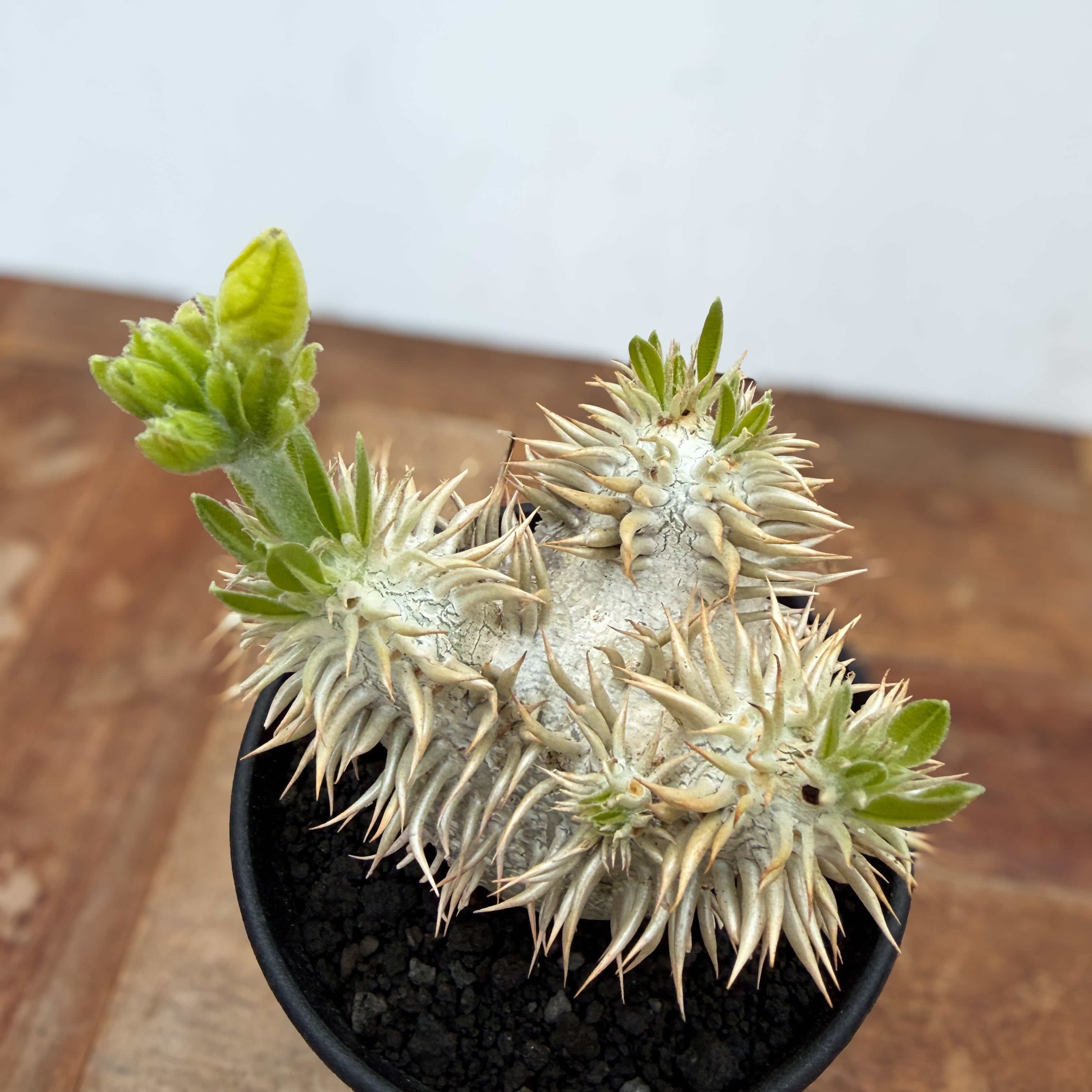 Pachypodium enigmaticum【パキポディウム・エニグマティクム・実生