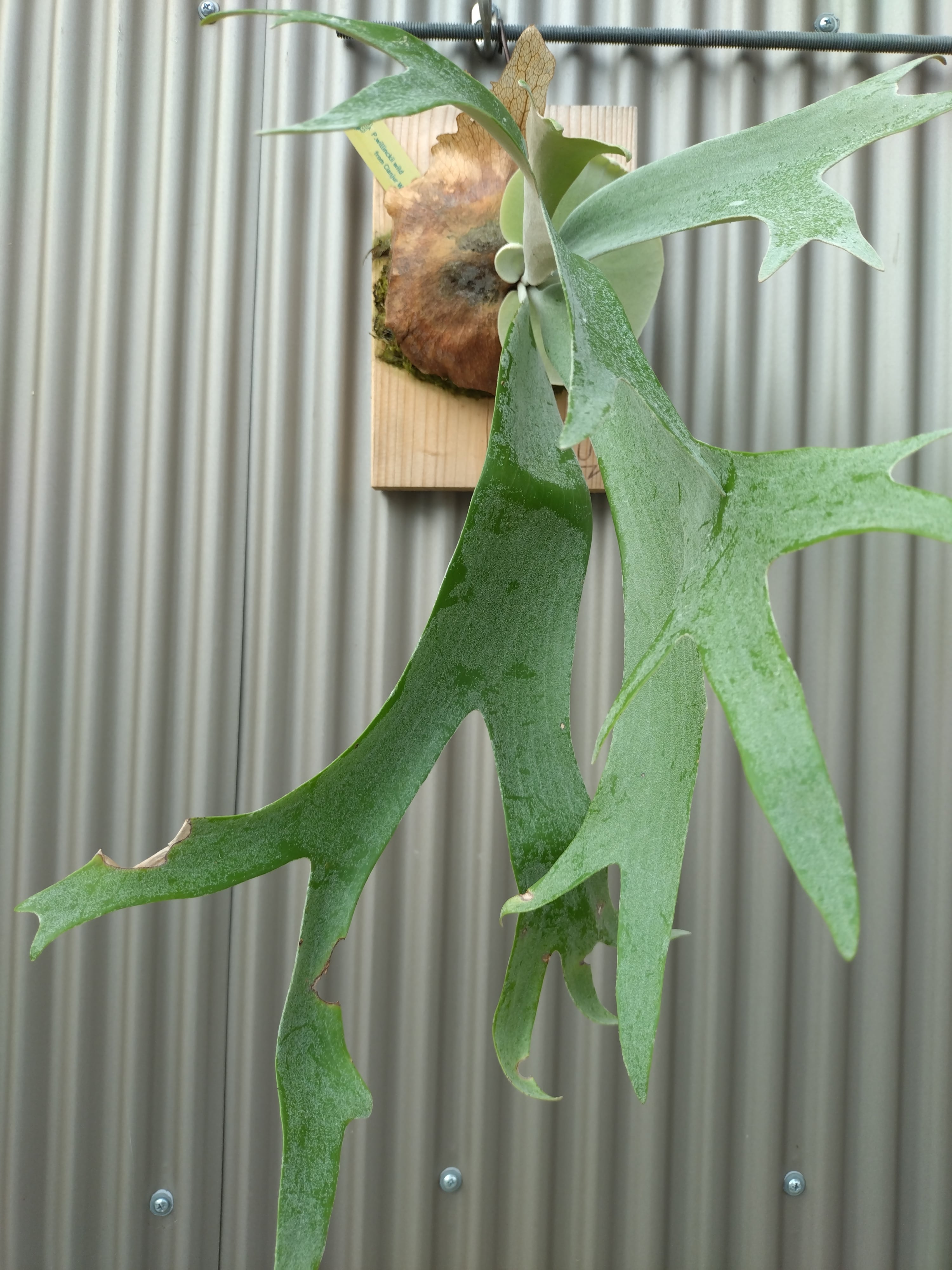 ビカクシダ P.Willinckii wild from Cianjur West Java | opossum