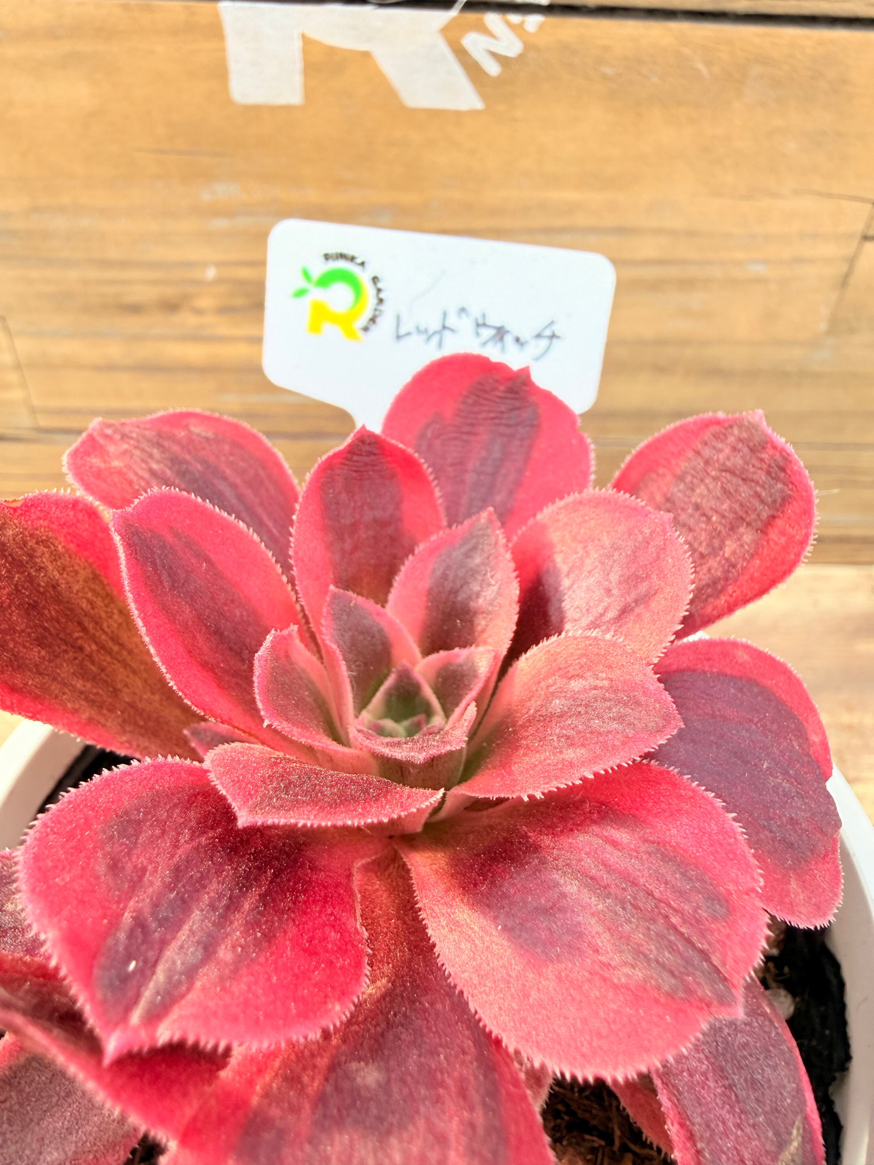P.Willinckii cv. White Rose【artPLANTs】ビカクシダ/Platycerium