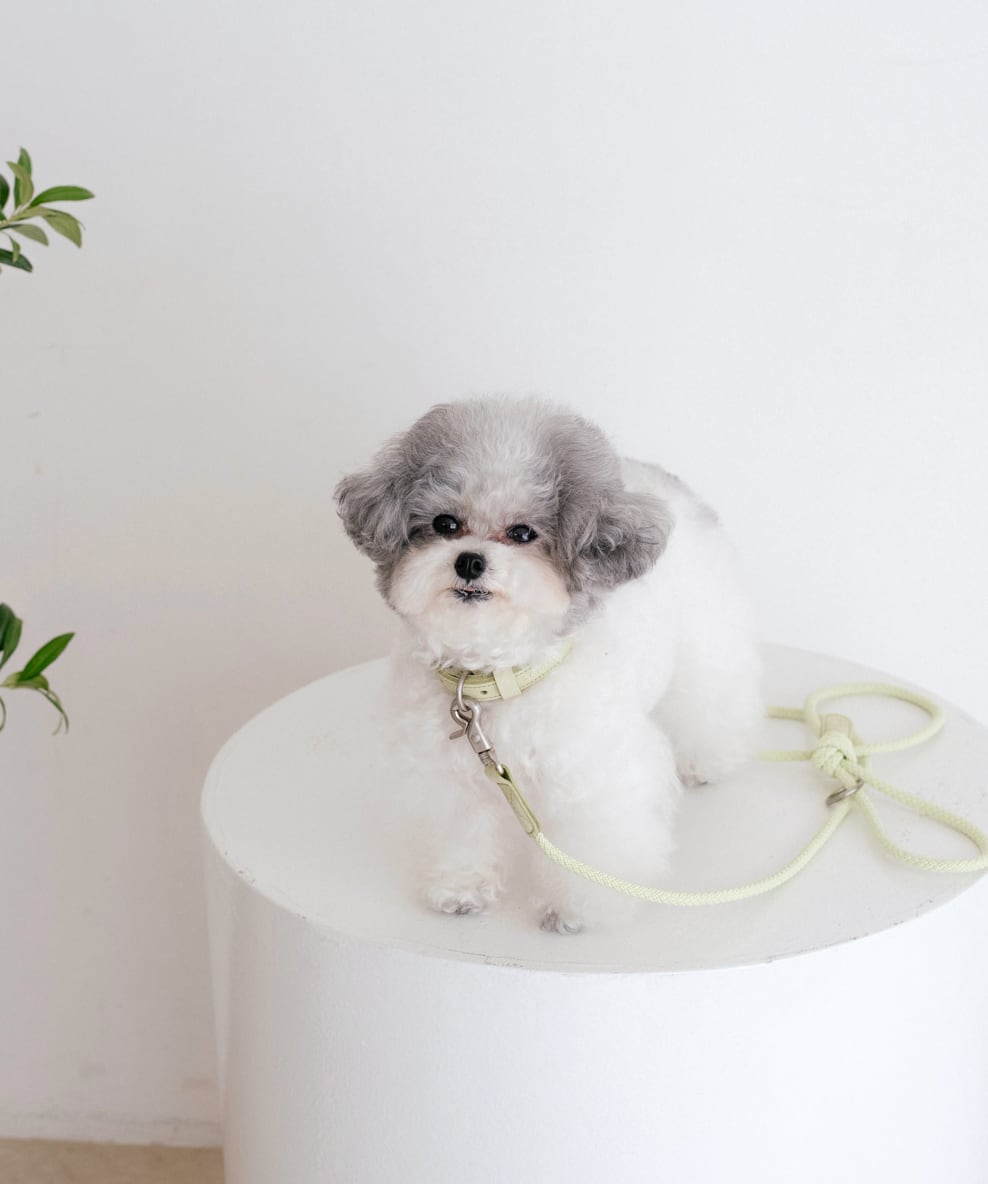 即納【stroll】Rope Leash Slim (pistàcchio)