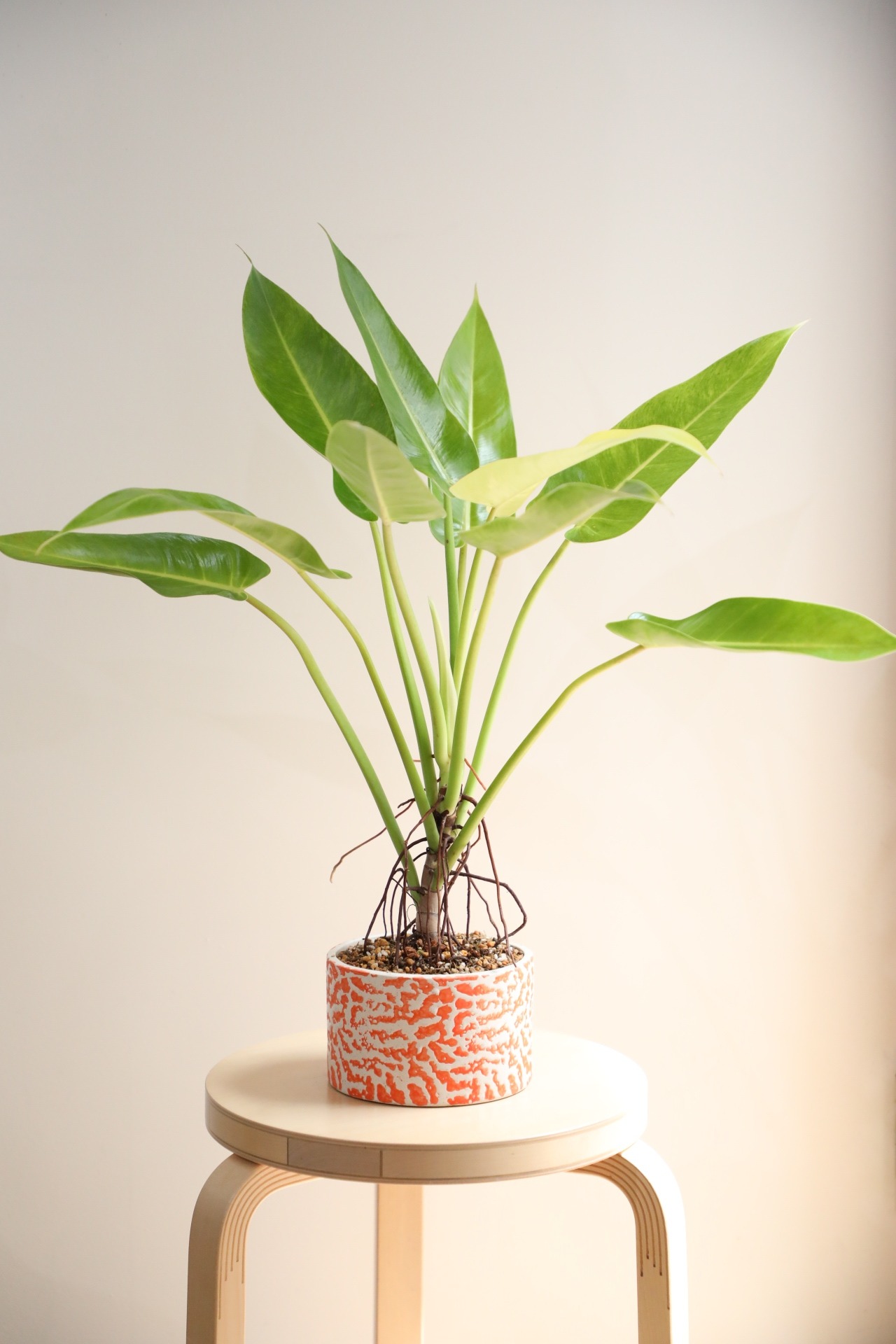 【M】【希少】フィロデンドロン ゴールディアナ/ Philodendron