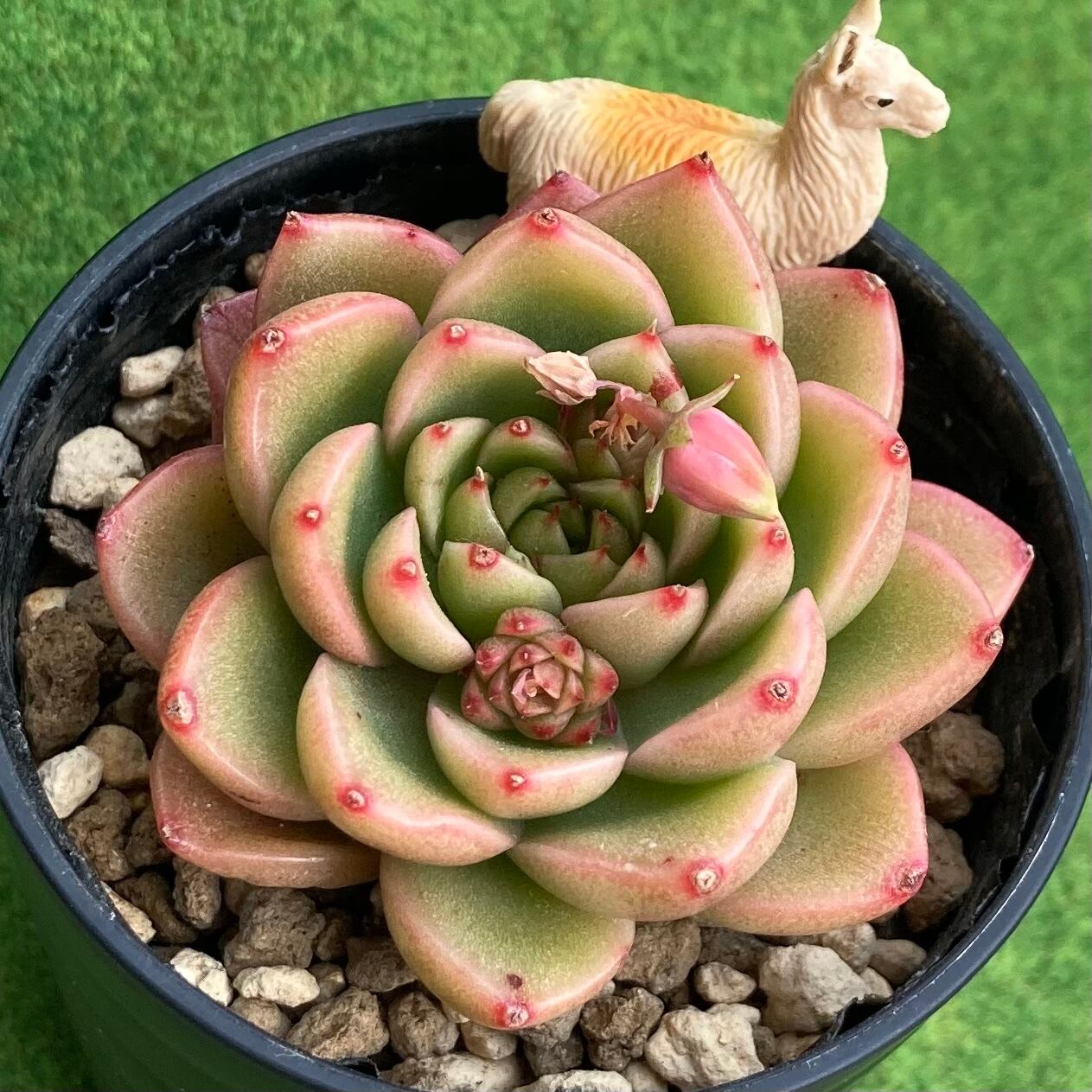 多肉植物 エケベリア 風林火山 カキコ1カット(カットに付き根っこ有り 