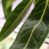 【実生】アンスリウム ワロクアーナム / Anthurium Warocqueanum② / 観葉植物<育て方・花言葉>