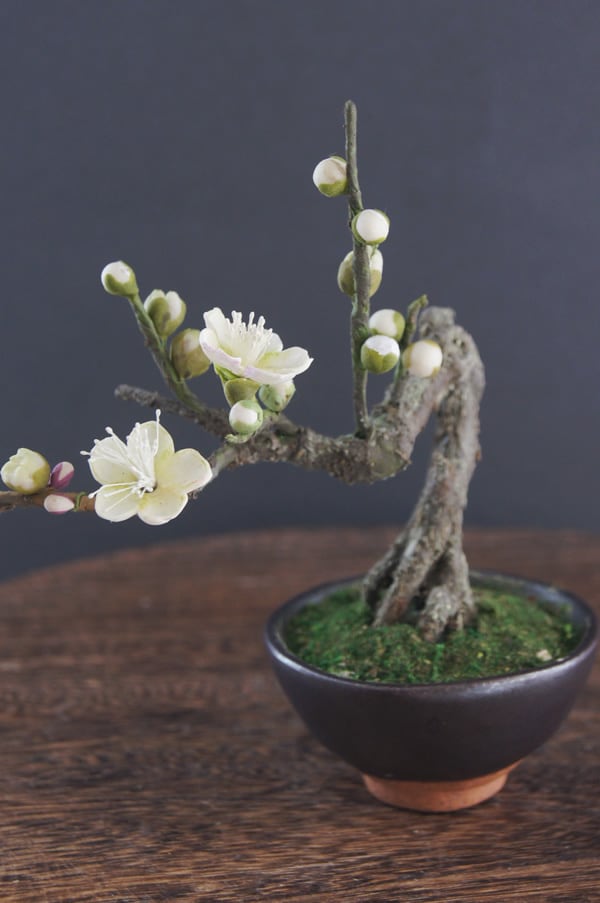 盆栽 梅 Plum Tree Bonsai #89 | Oh! BONSAI